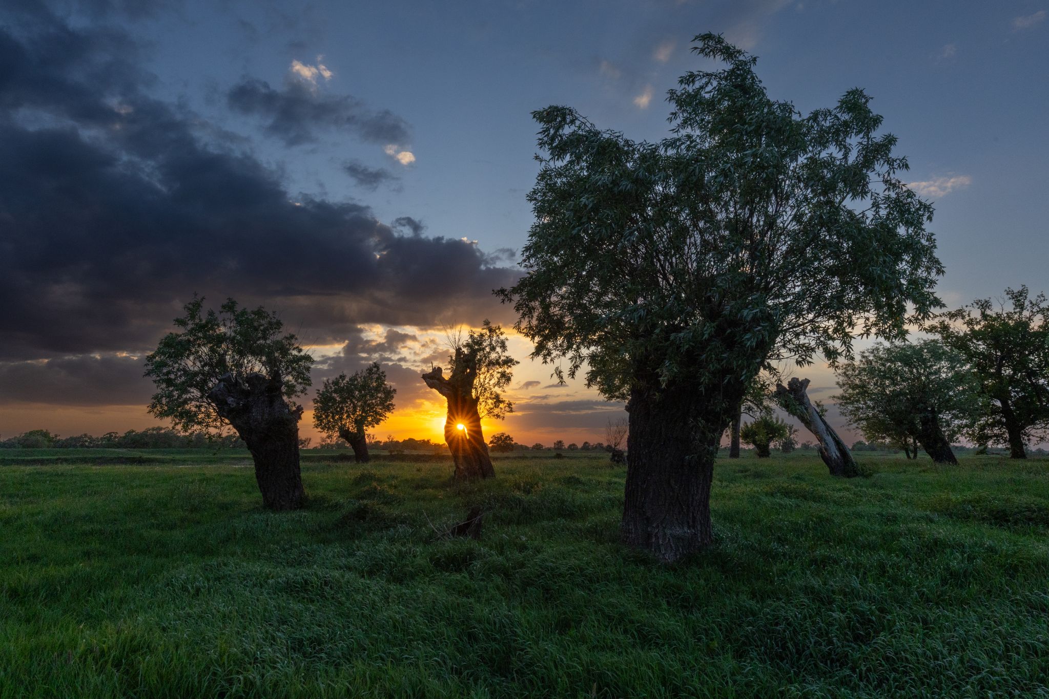 Kopfweiden an der alten Elbe