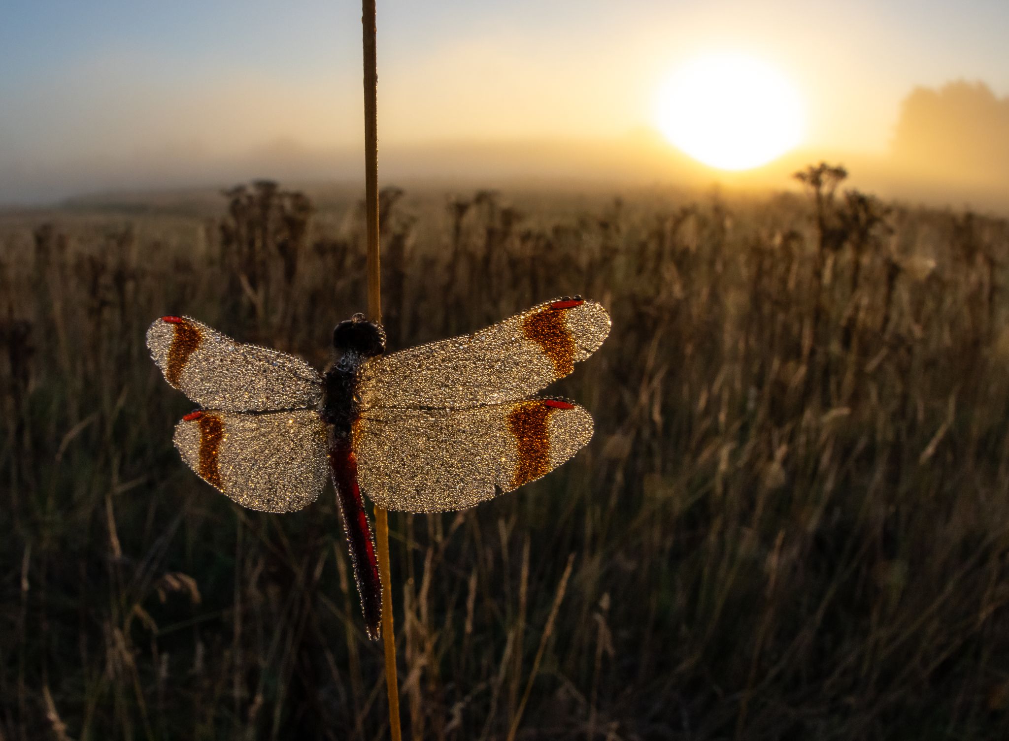 Gebänderte Heidelibelle