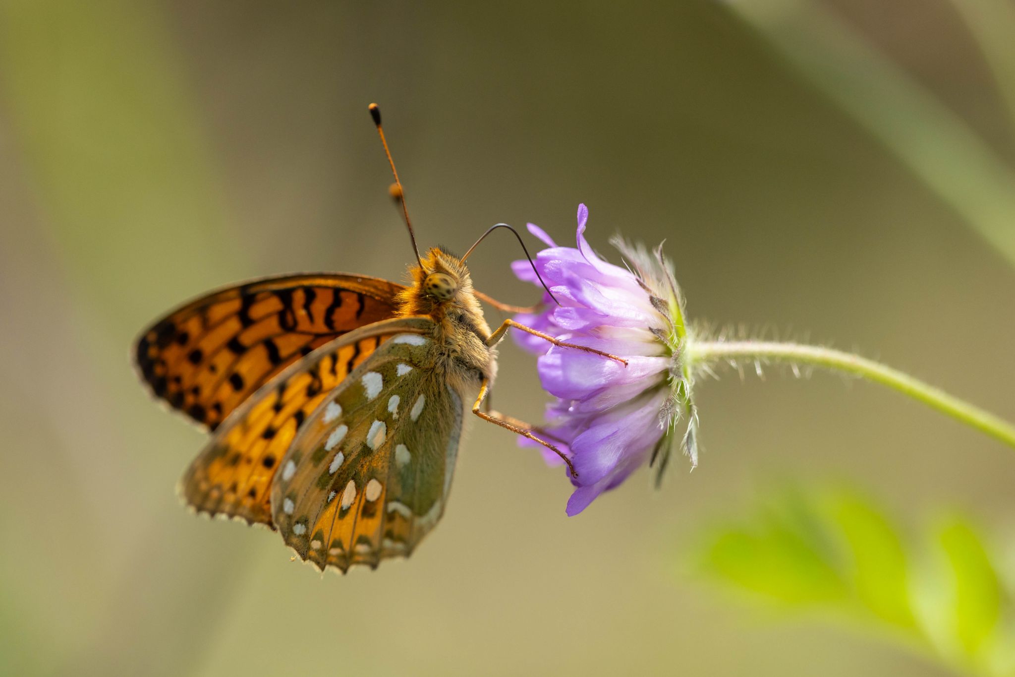 Großer Perlmutterfalter