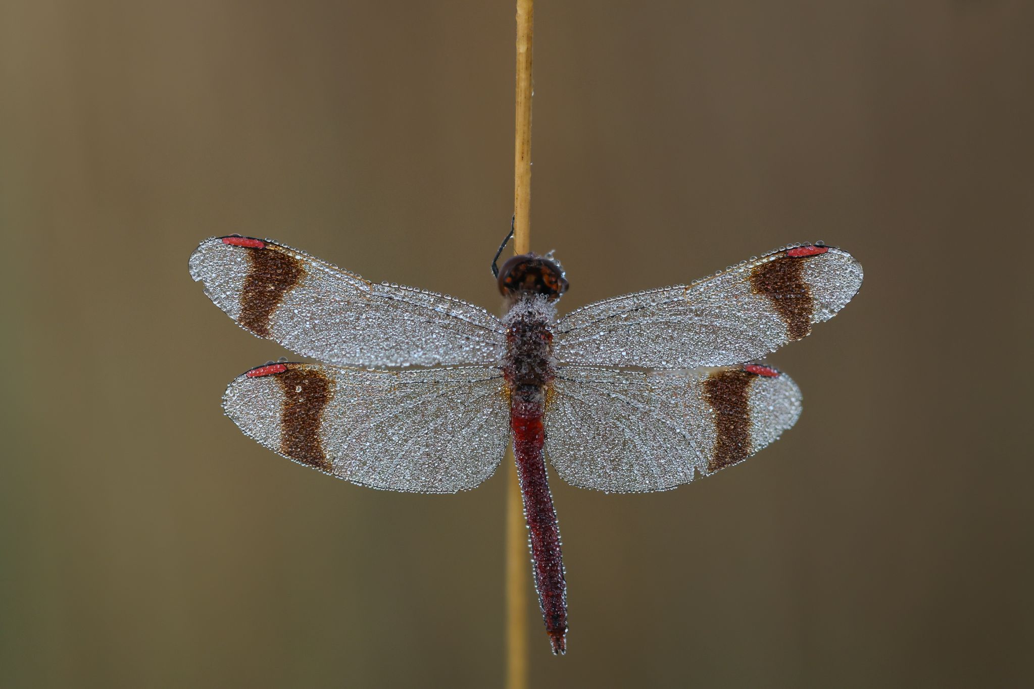Gebänderte Heidelibelle