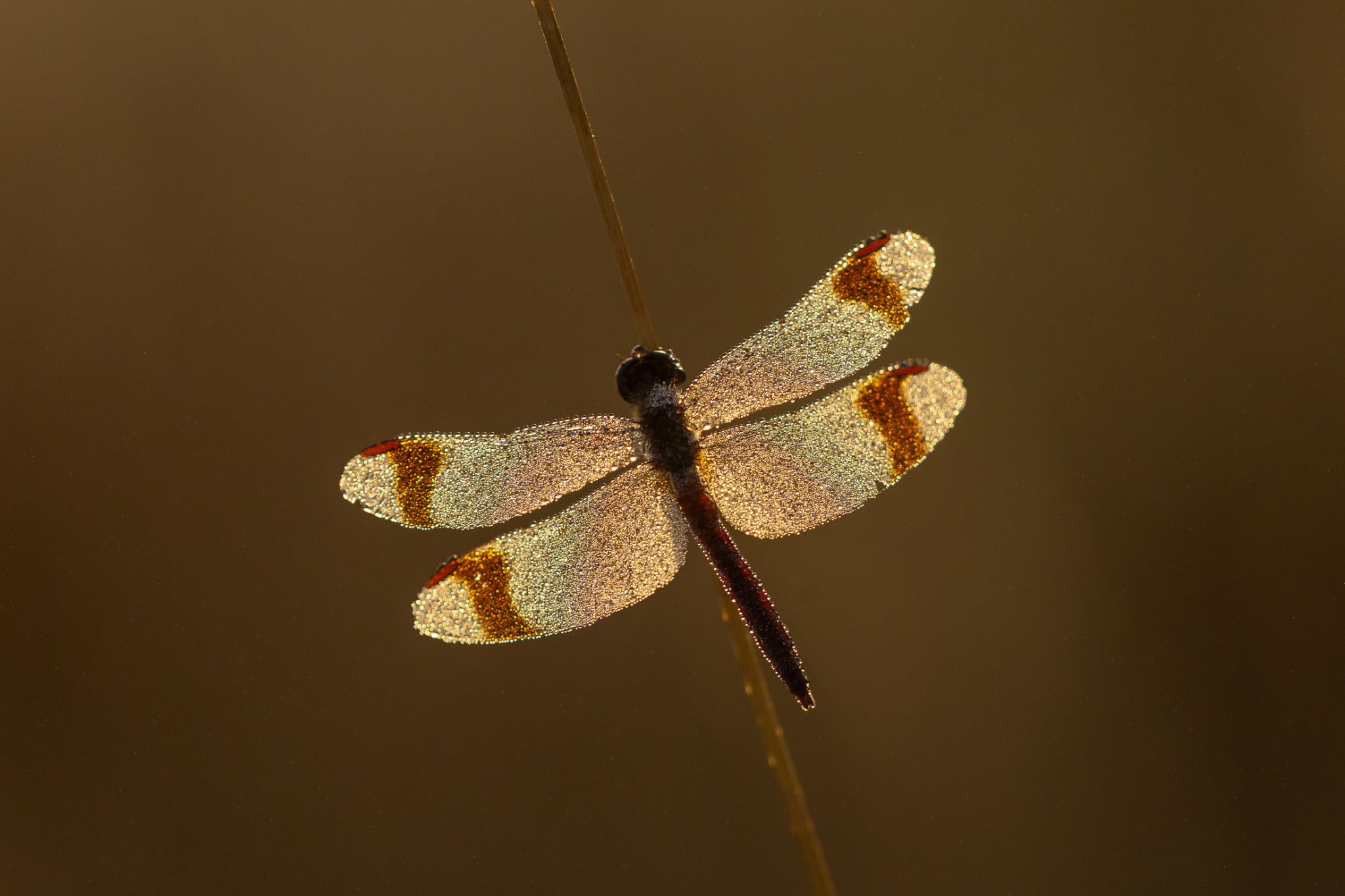 Gebänderte Heidelibelle