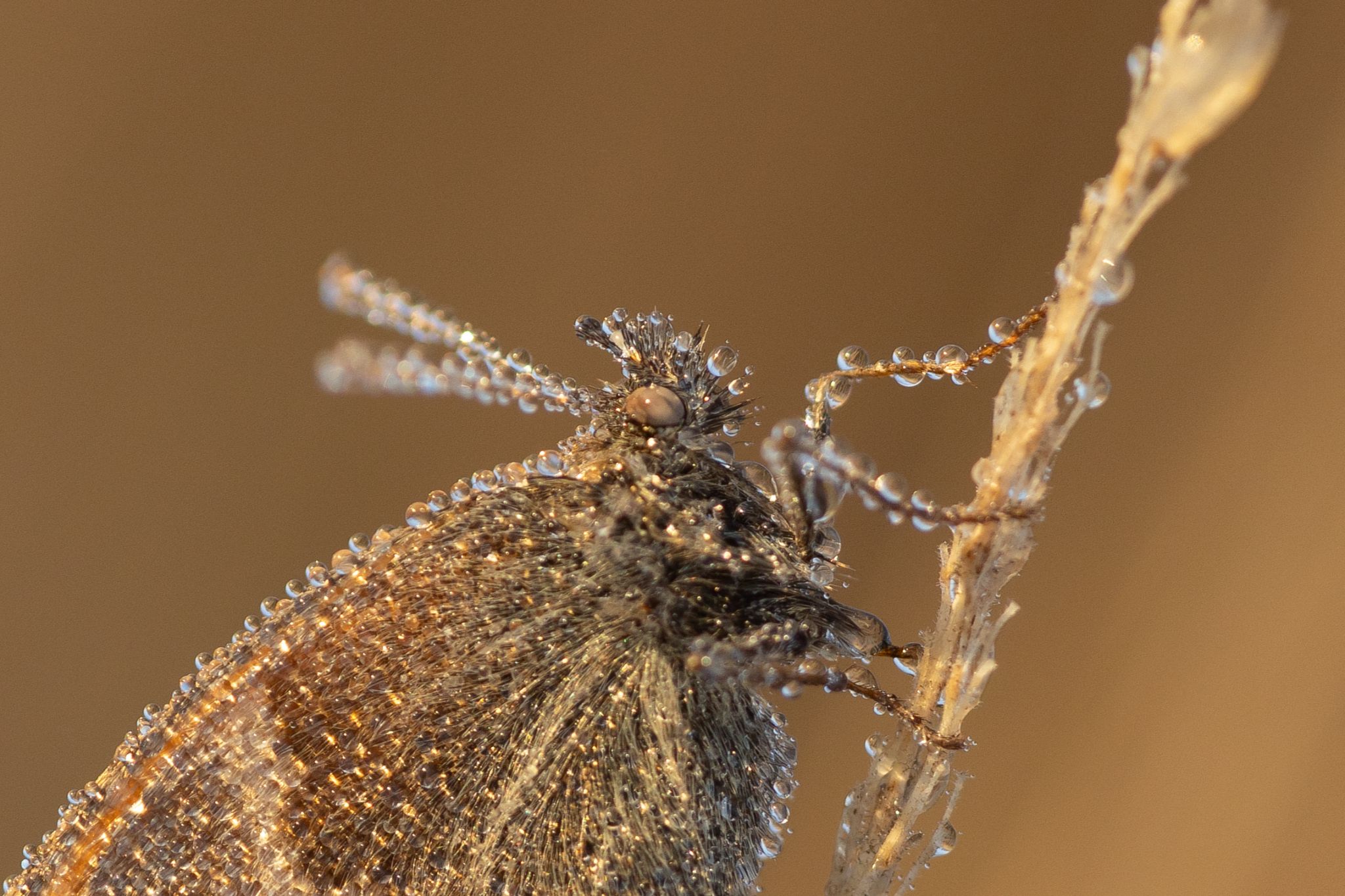 Kleines Wiesenvögelchen