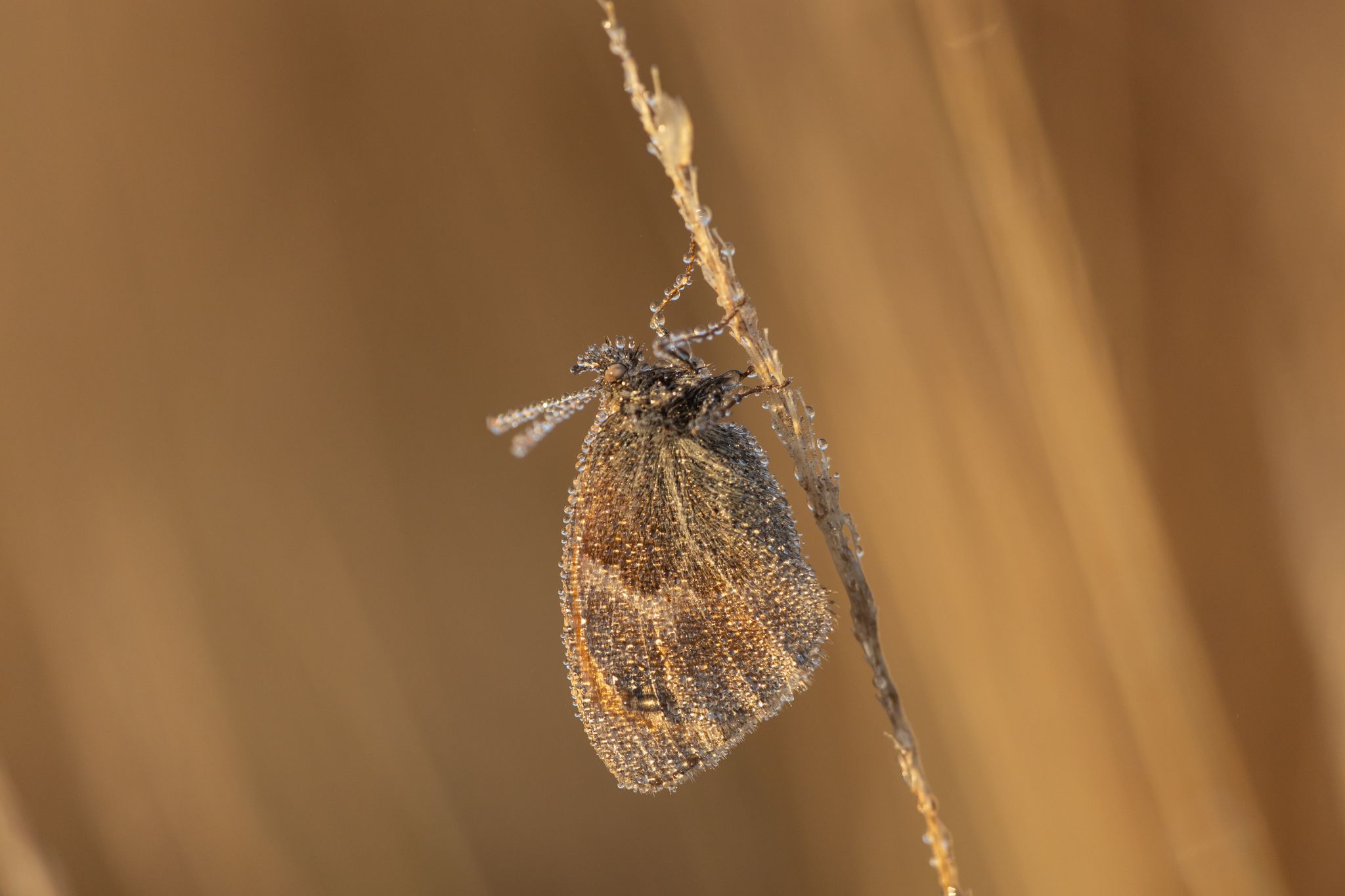 Kleines Wiesenvögelchen