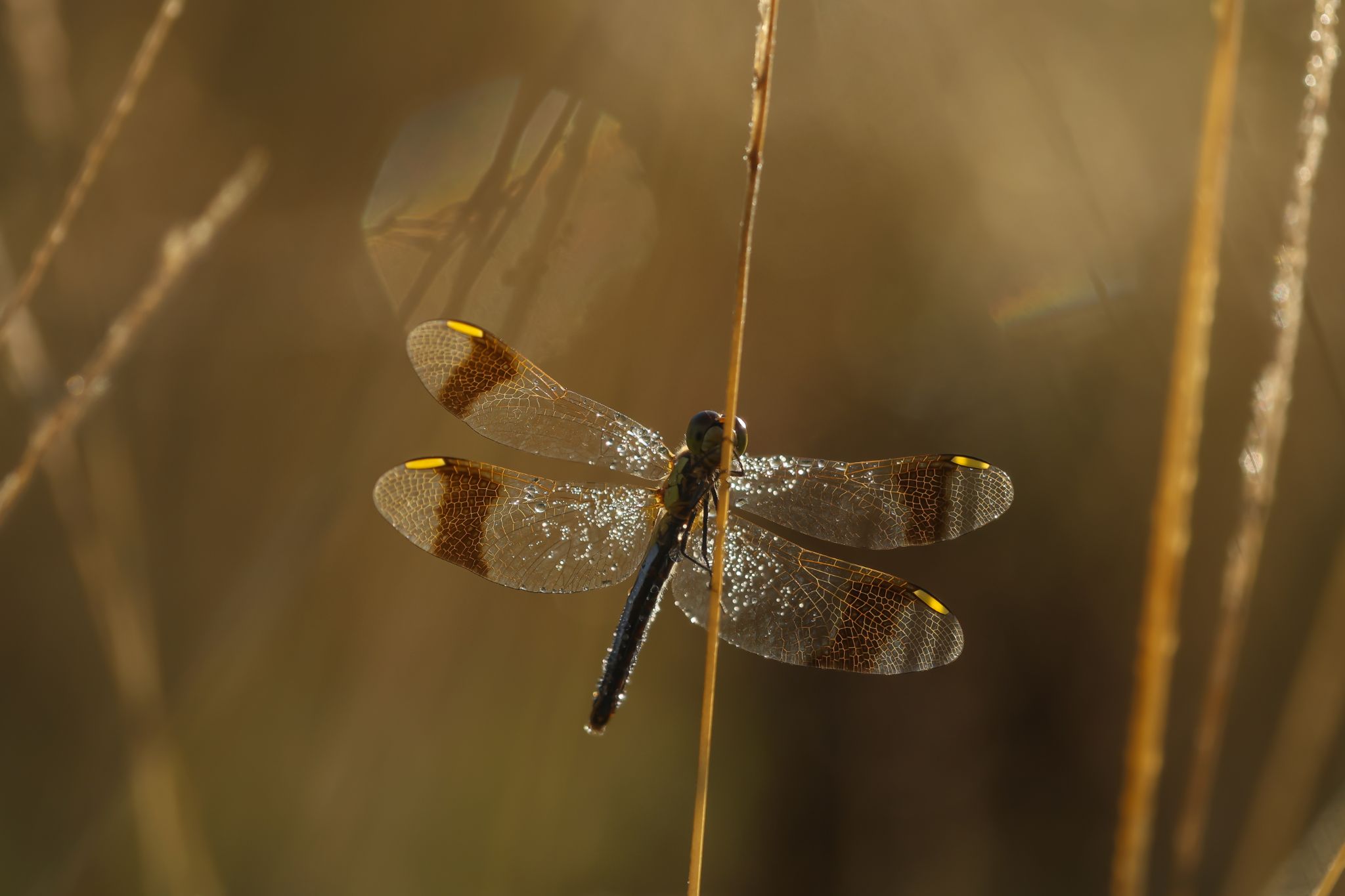 Gebänderte Heidelibelle