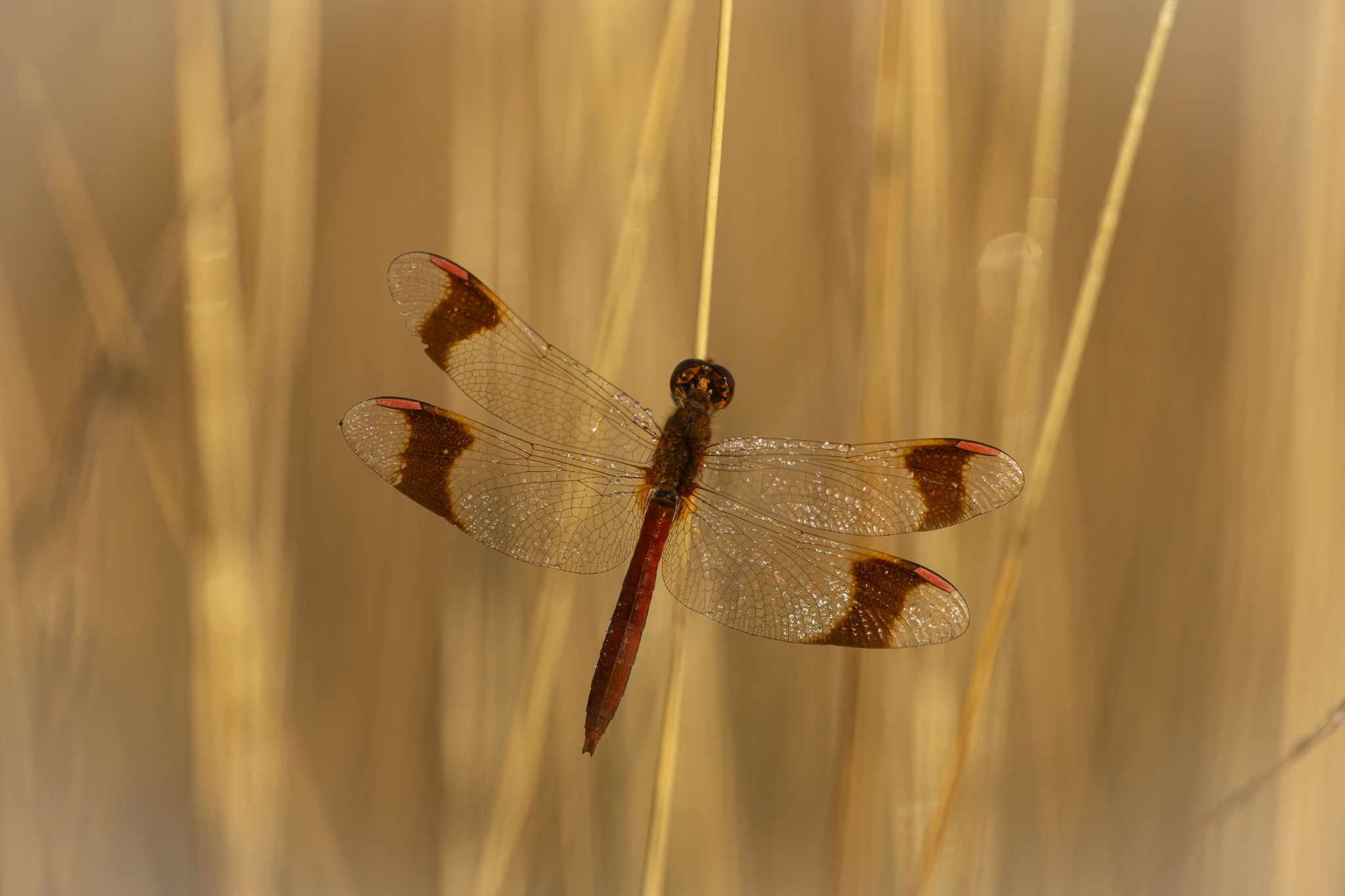 Gebänderte Heidelibelle