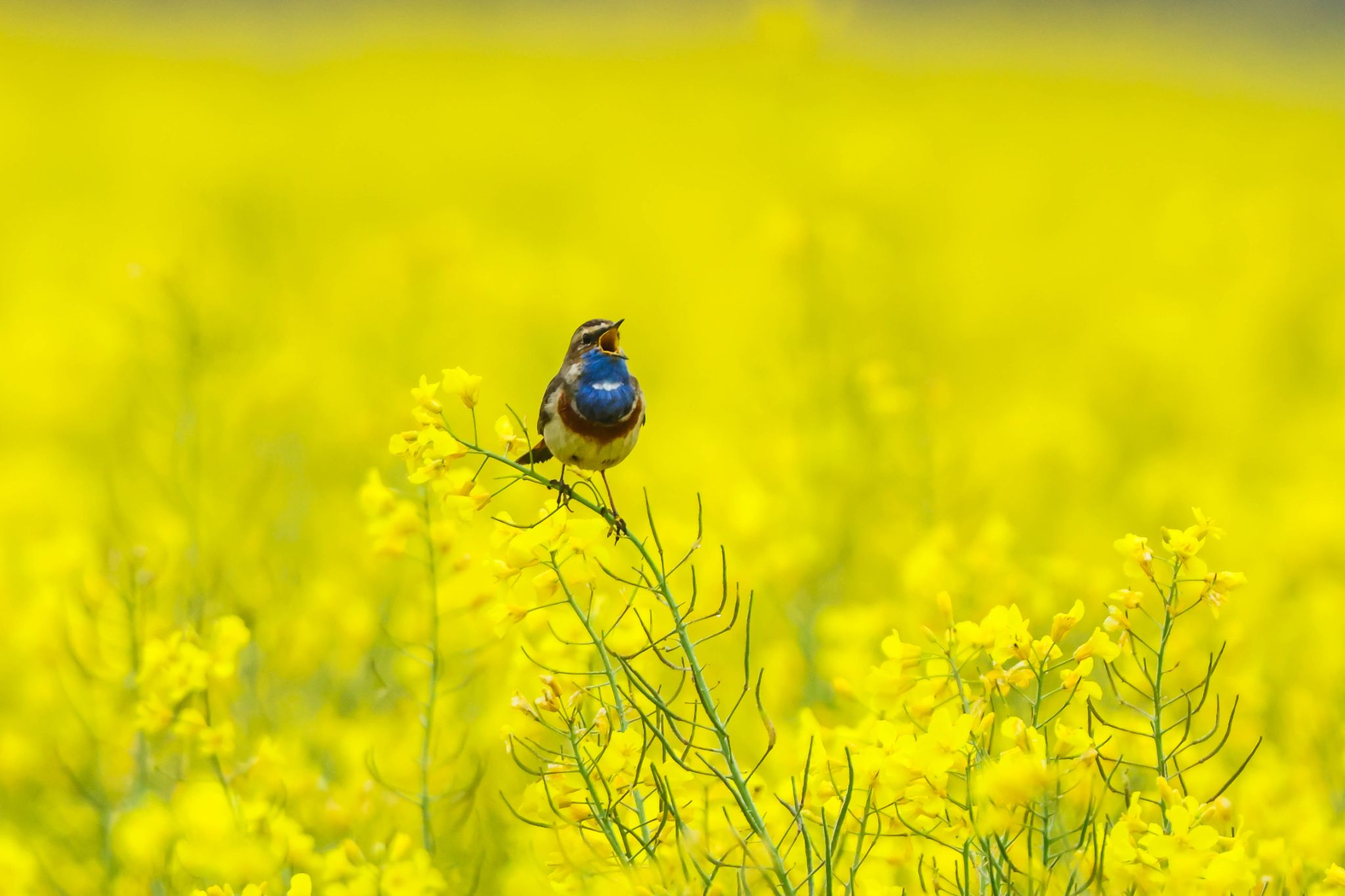 Blaukehlchen