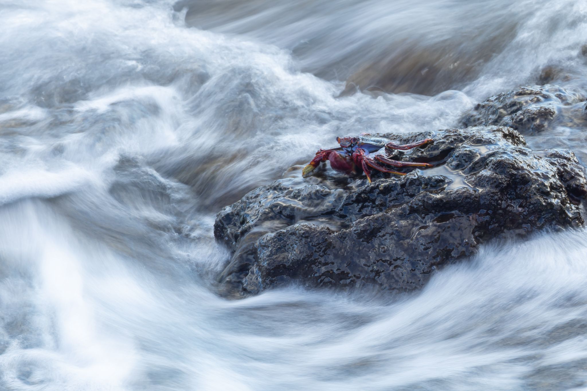 Krabbe in der Brandung