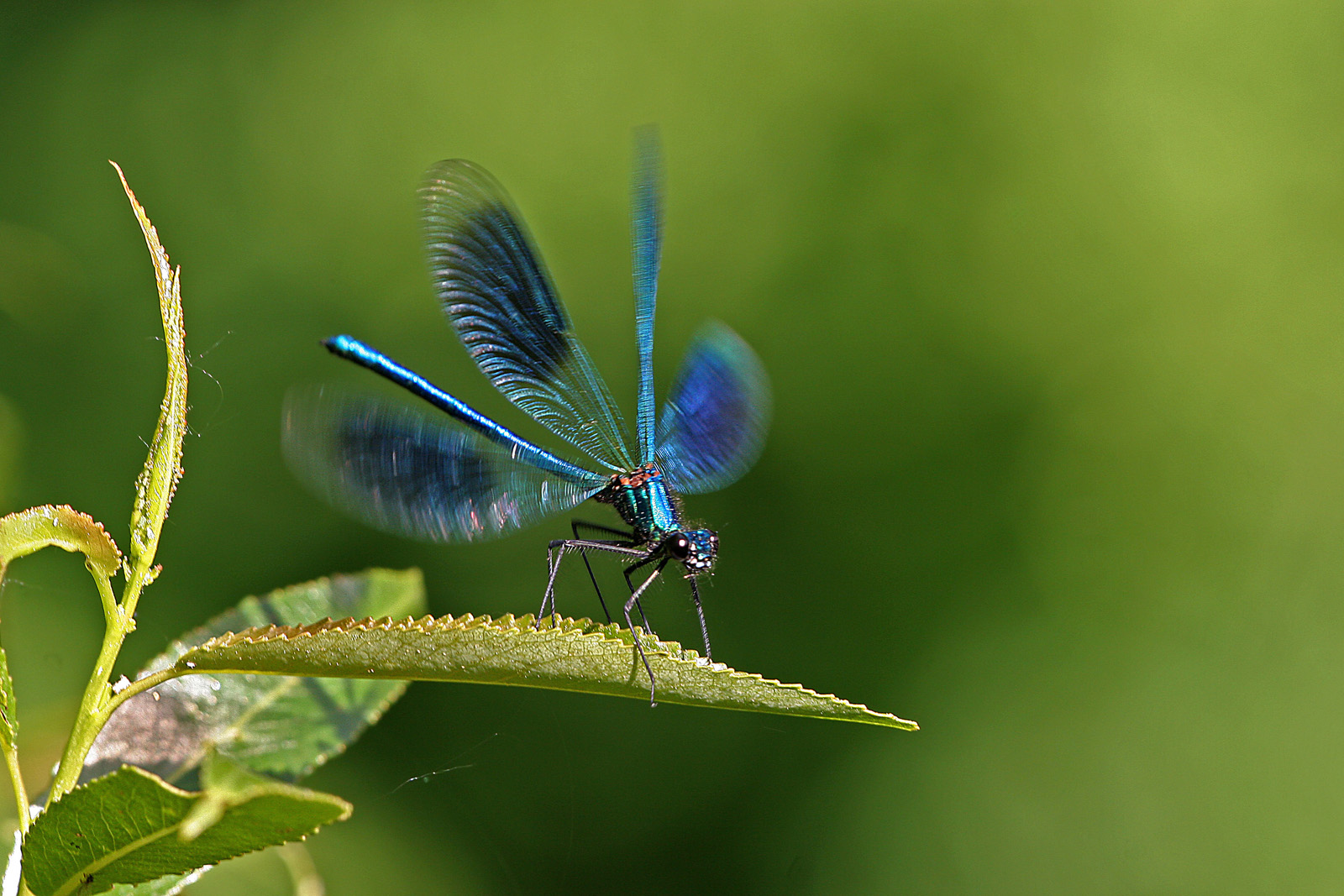 Gebänderte Prachtlibelle (Calopteryx splendens)