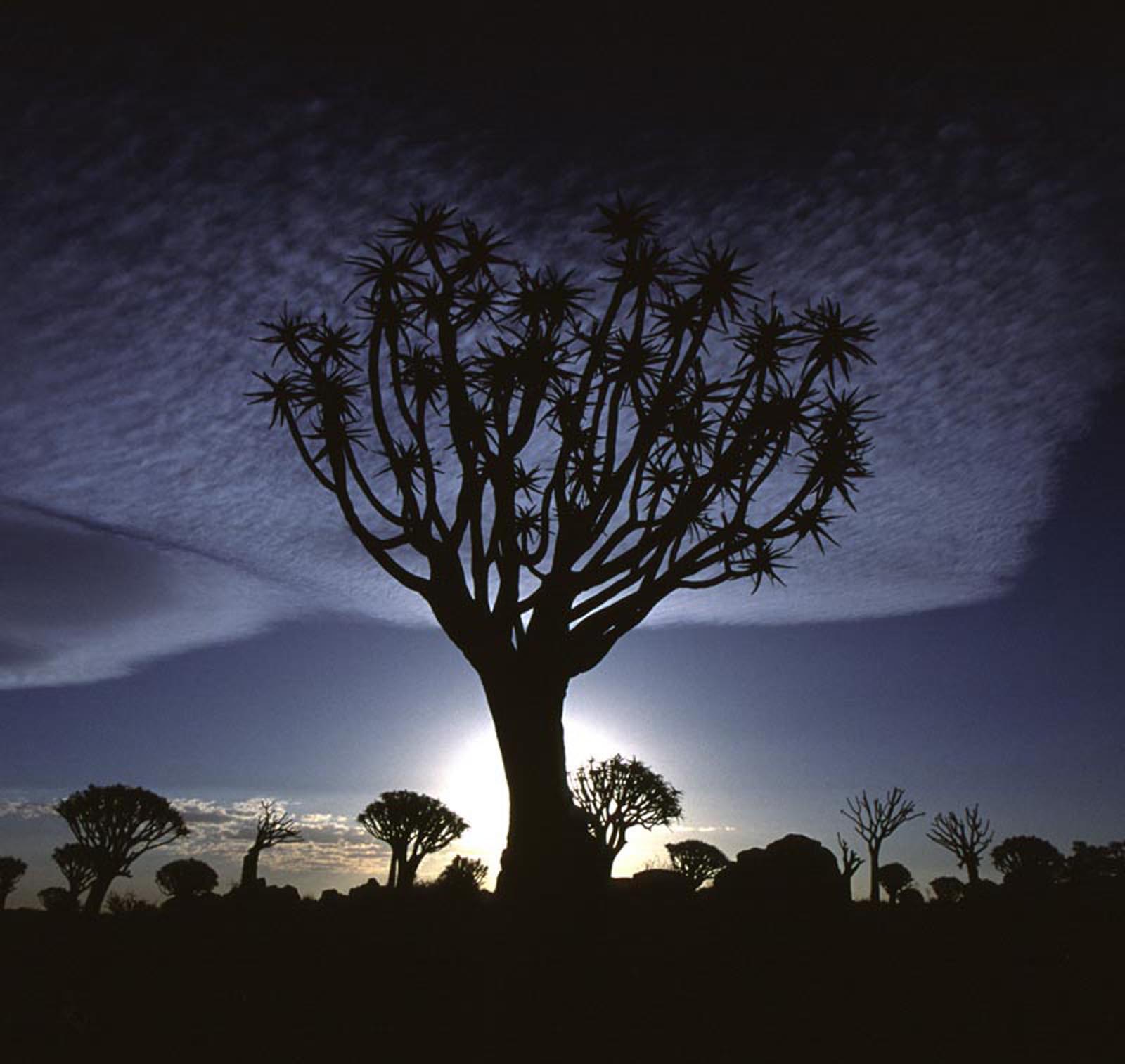 Köcherbaumwald (Carol Brüning)