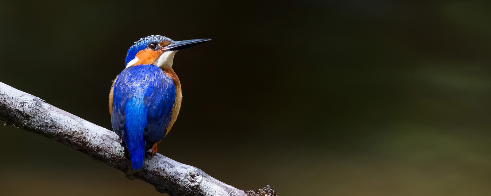 Madagascar Kingfisher (Corythornis vintsioides)
