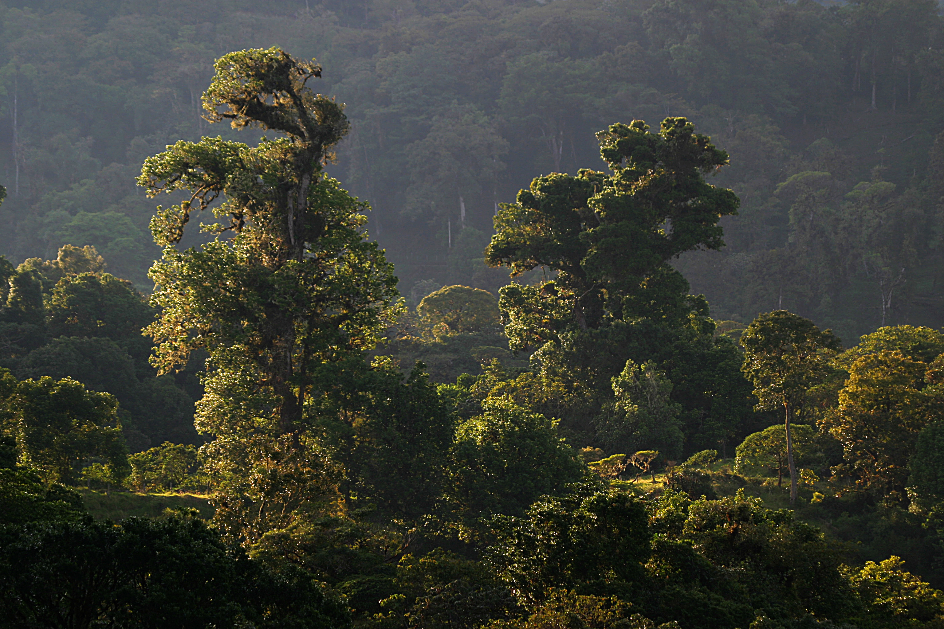 Regenwald im Gegenlicht