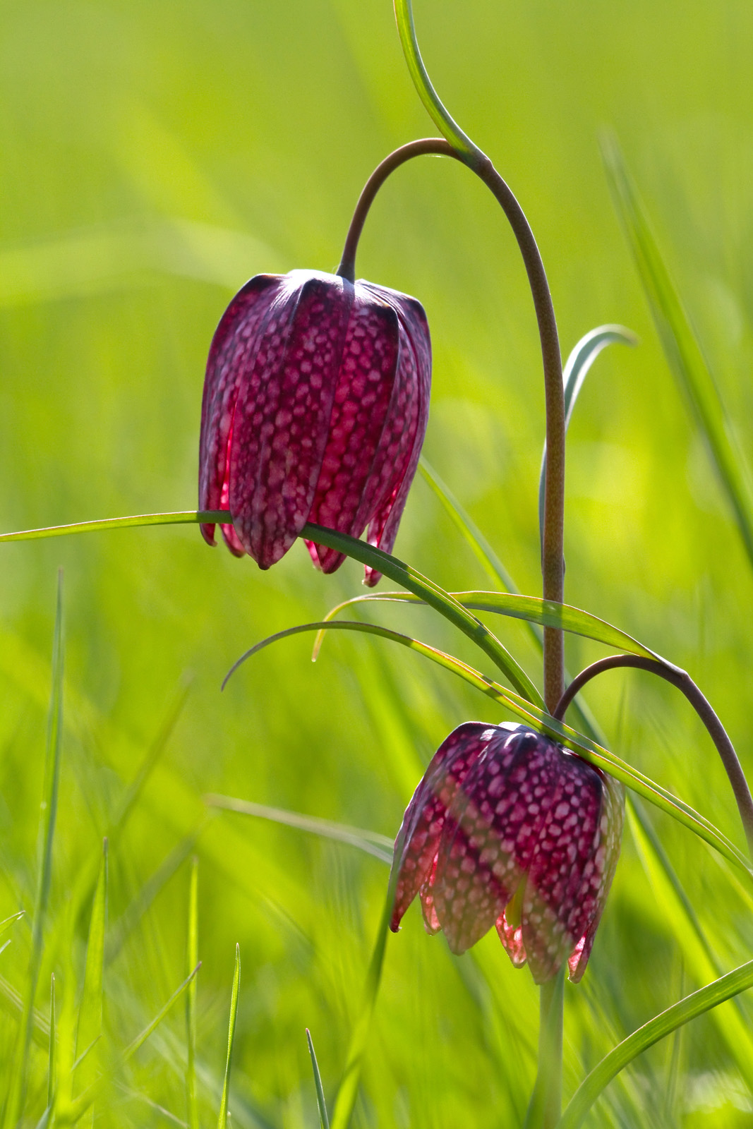 Schachblume (Fritillaria meleagris)