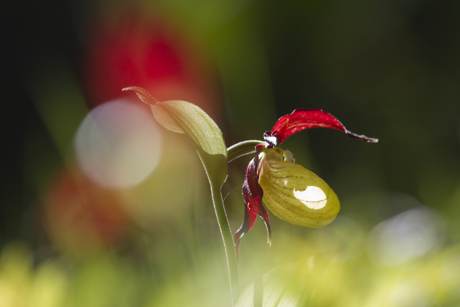 Frauenschuh (Cypripedium calceolus)