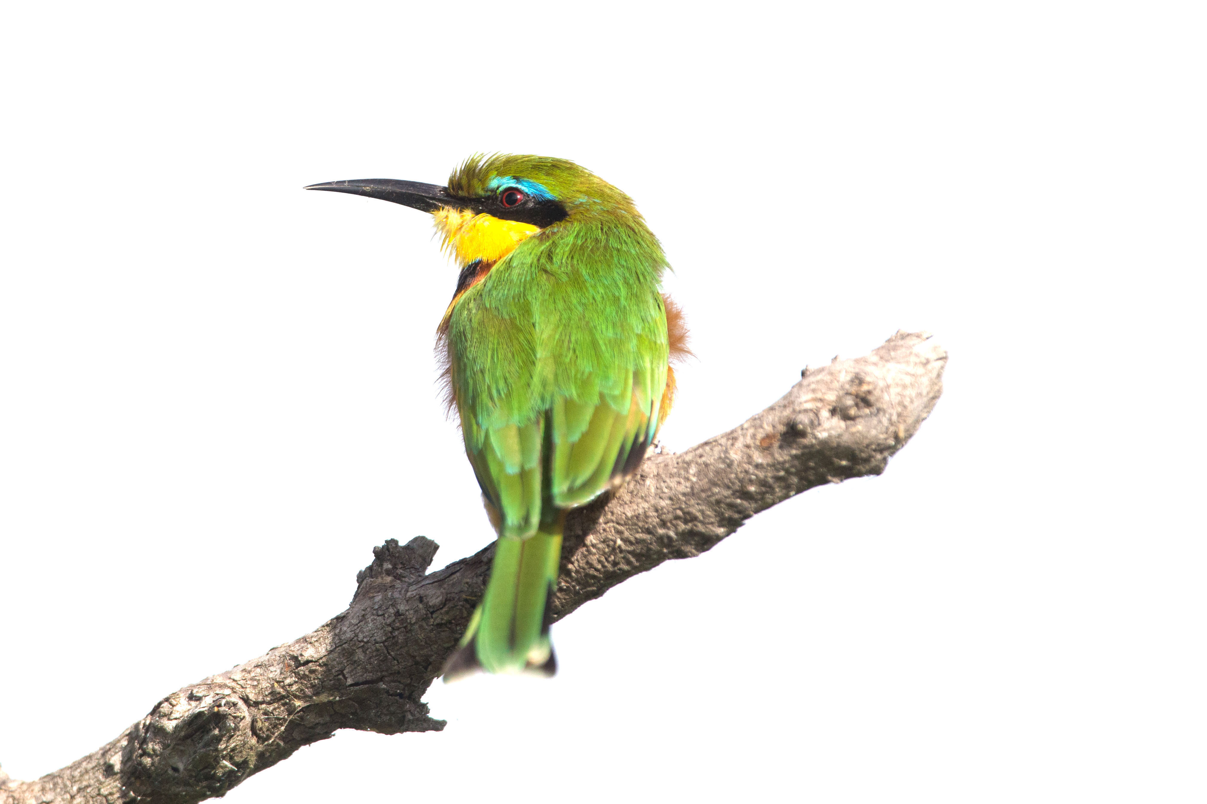 Little Bee-Eater