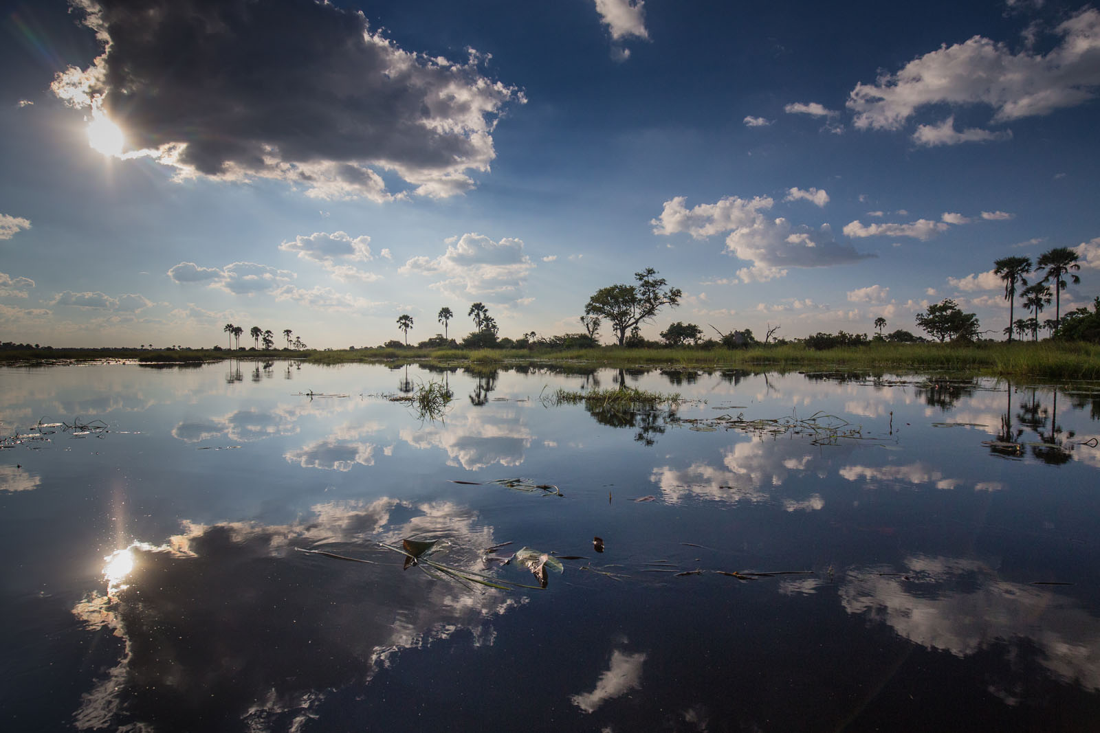 Okavango Reflections