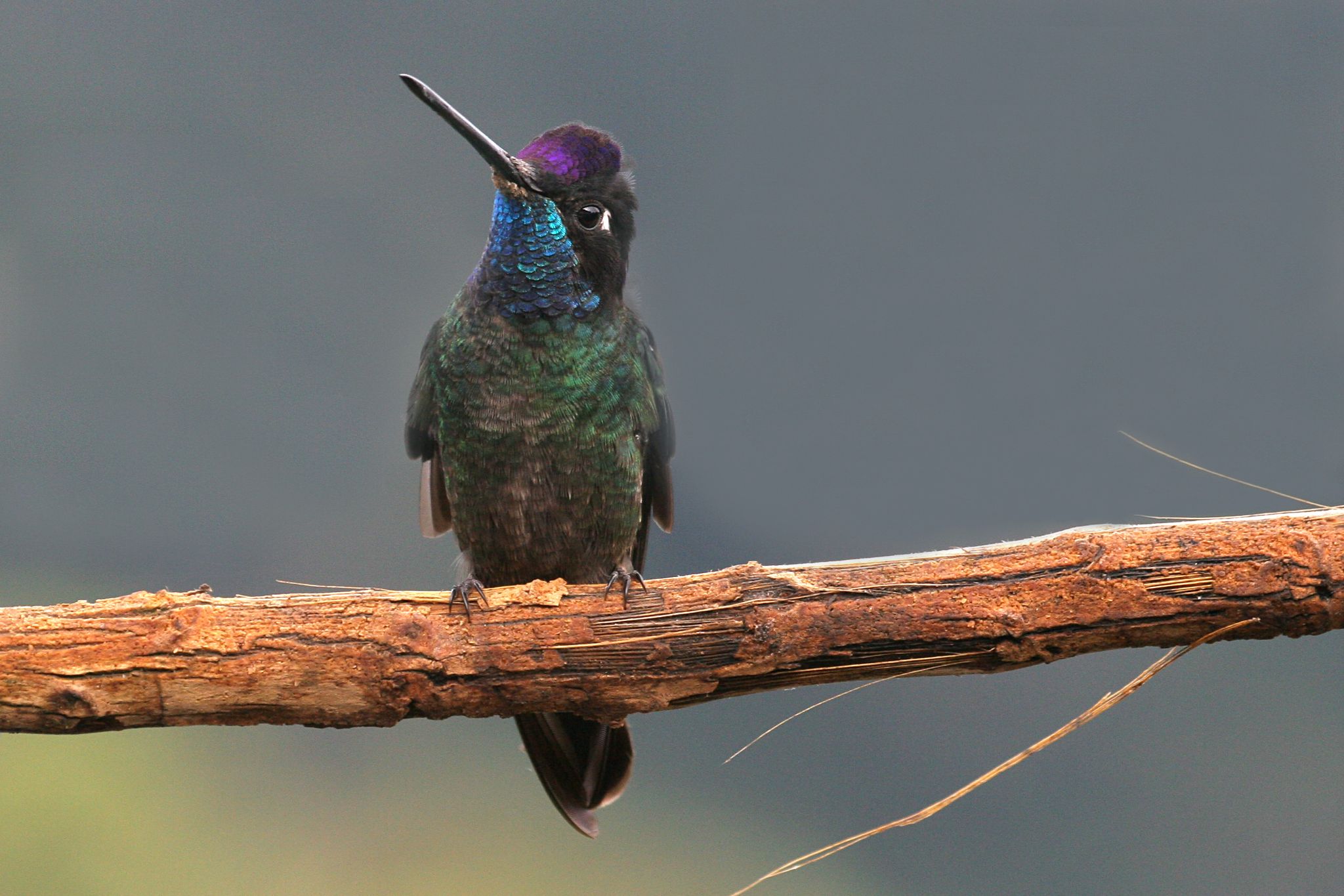 Talamanca Hummingbird