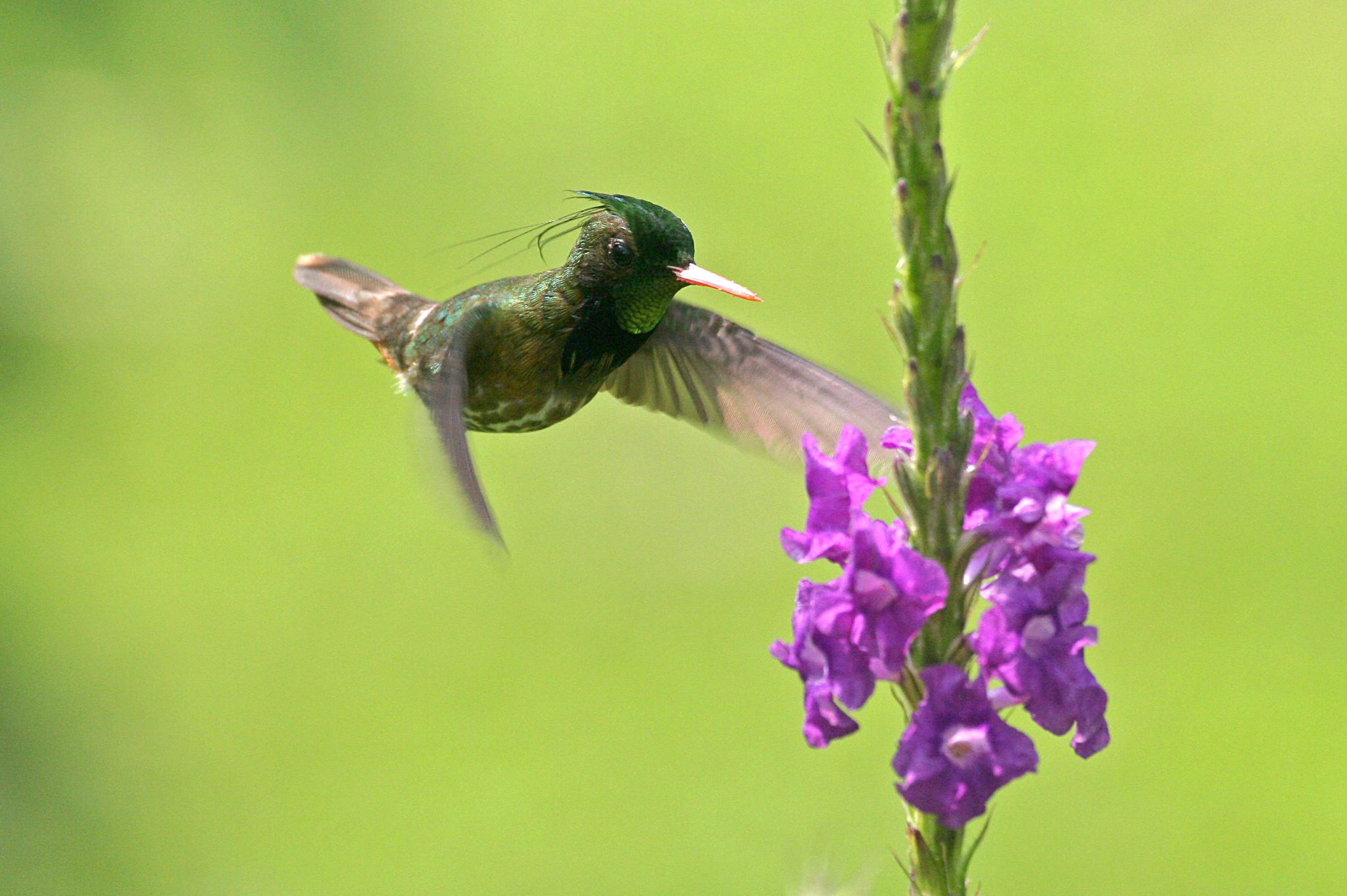 Black-crested Coquette