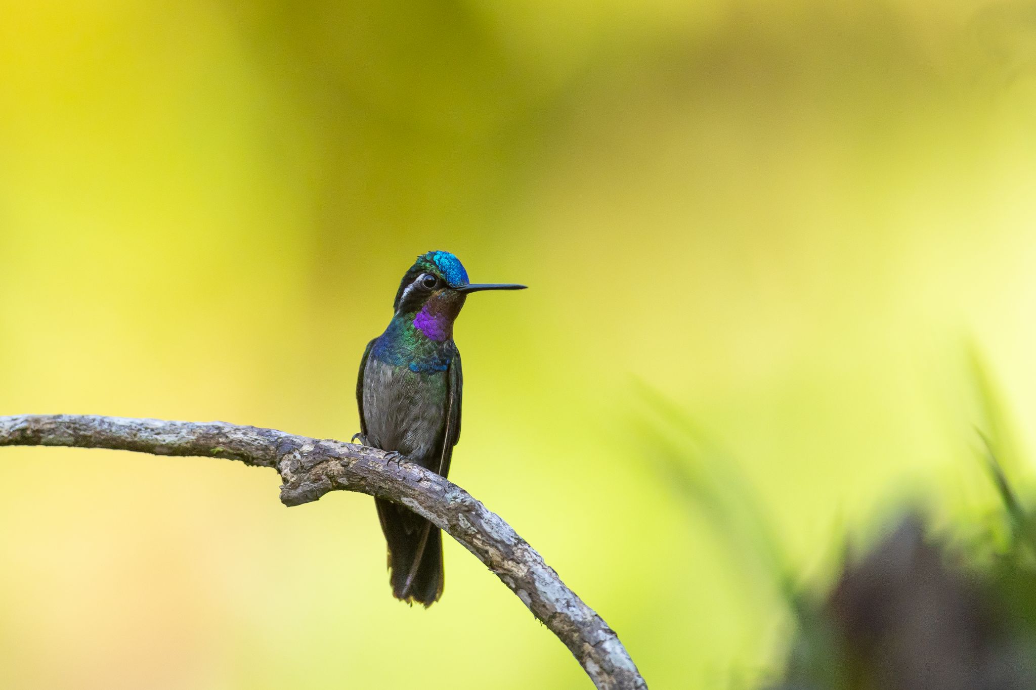 Purple Throated Mountain Gem