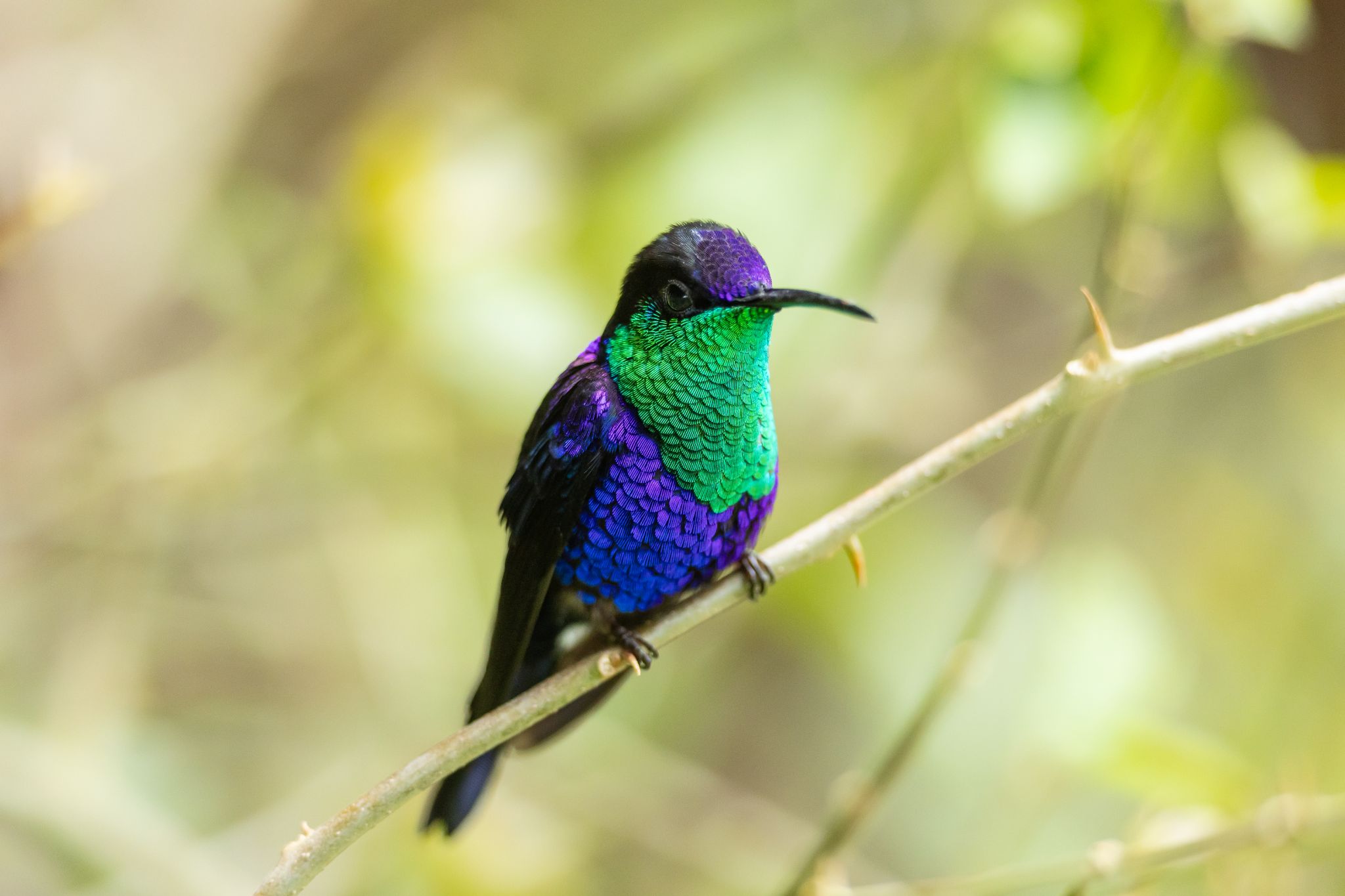 Violet Crowned Woodnymph