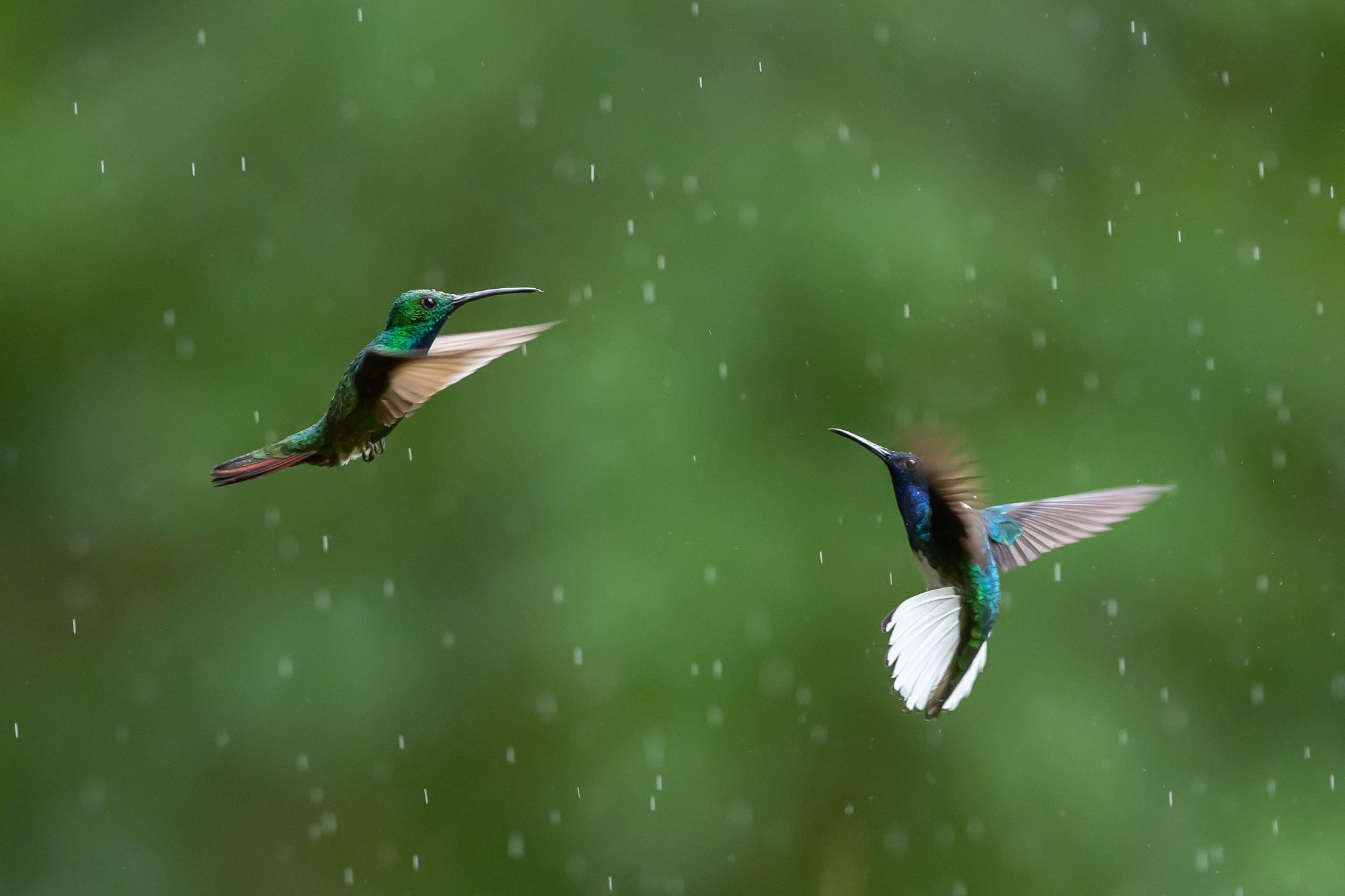 White-Necked Jacobin & Green Breasted Mango