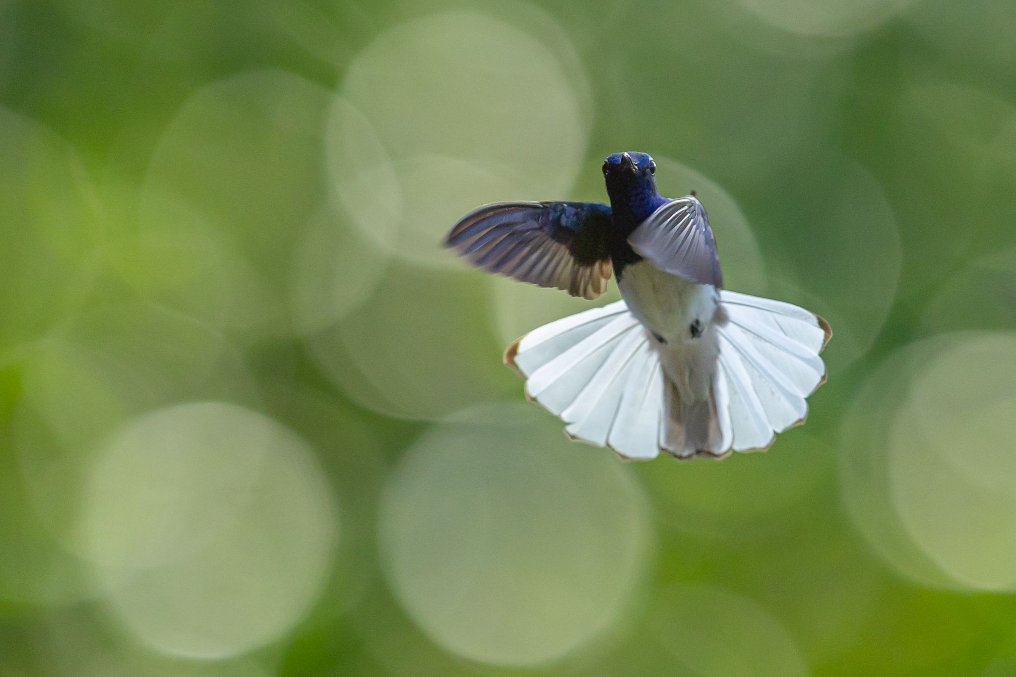 White-Necked Jacobin