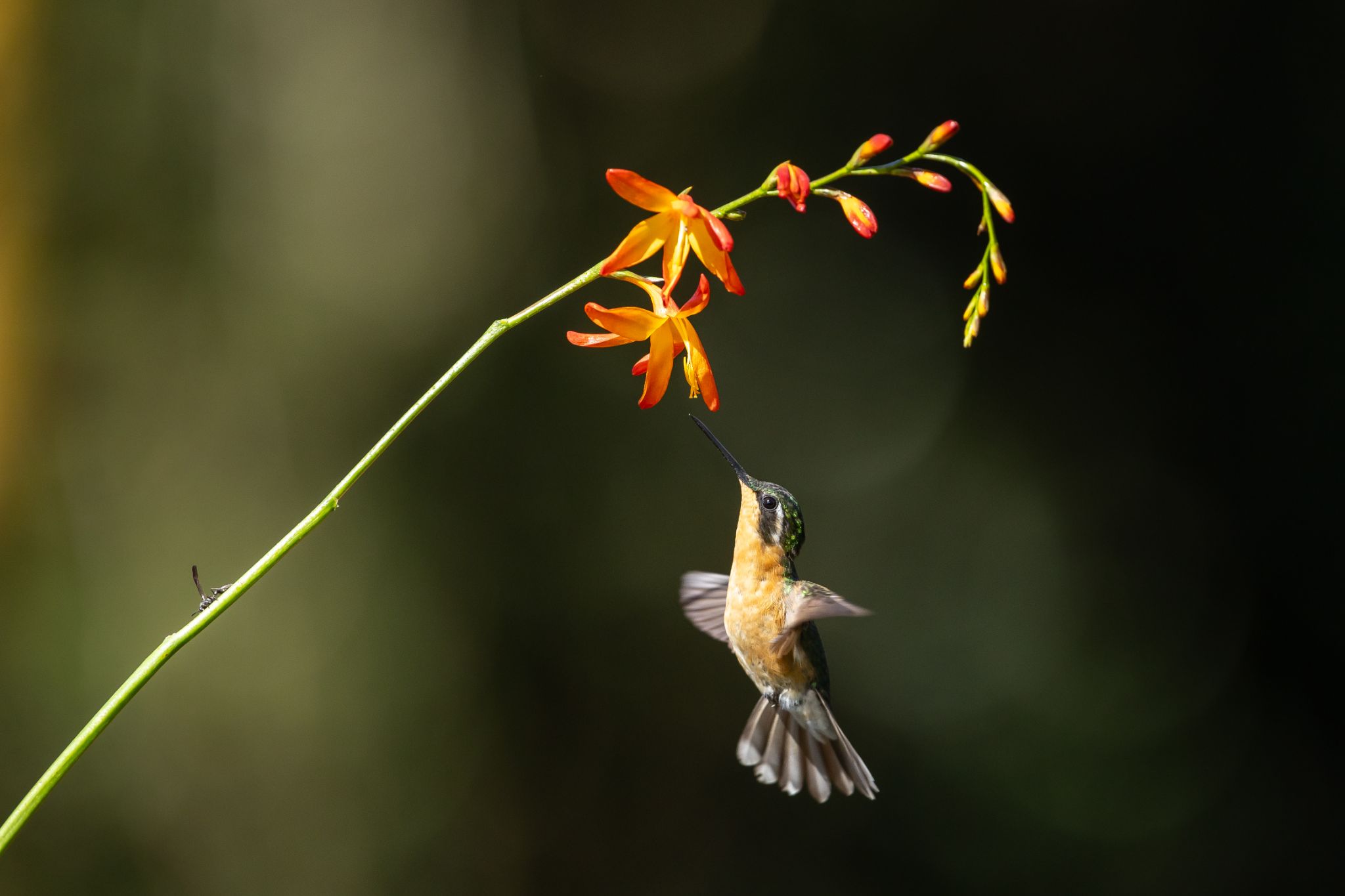Purple Throated Mountain Gem