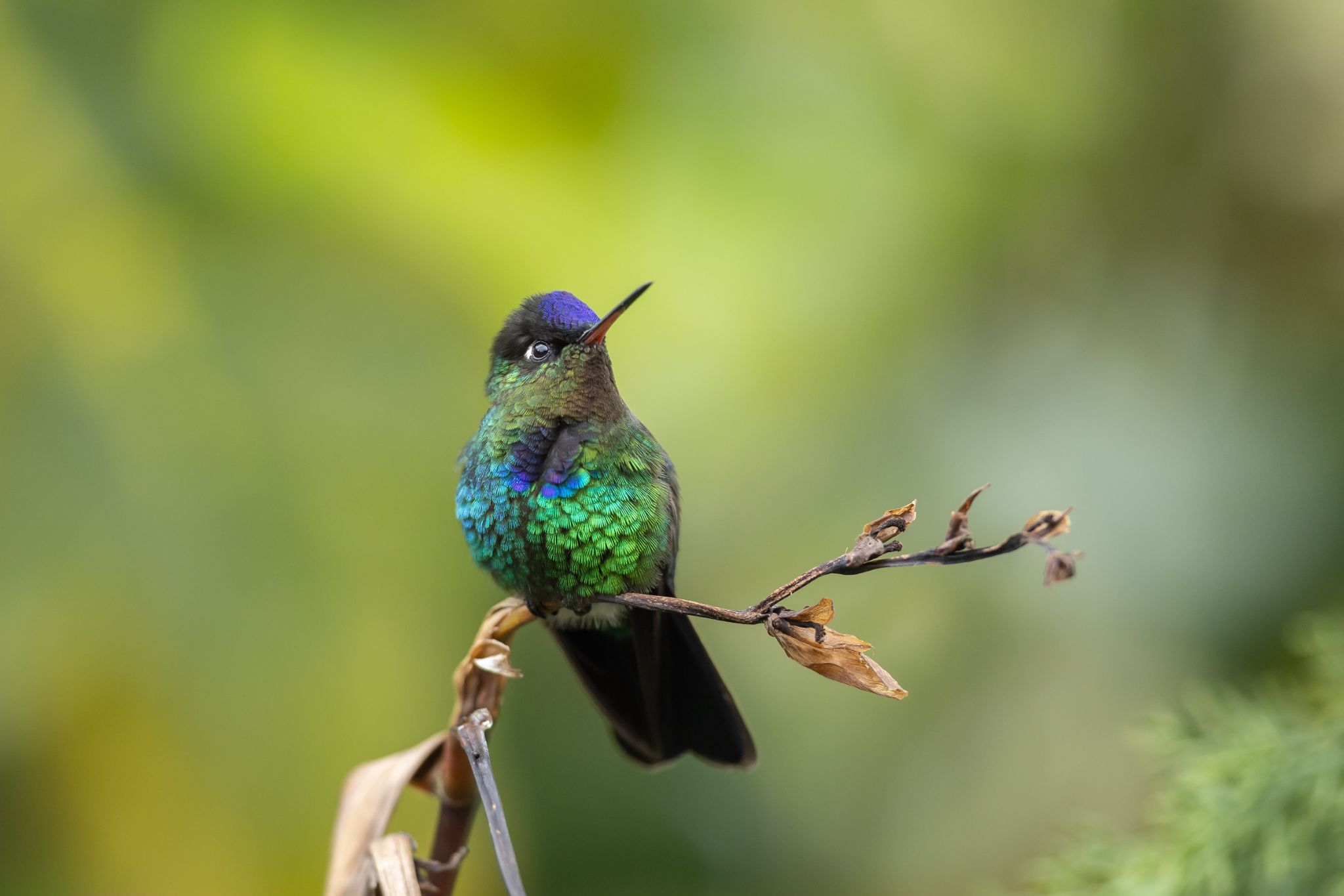 Fiery Throated Hummingbird