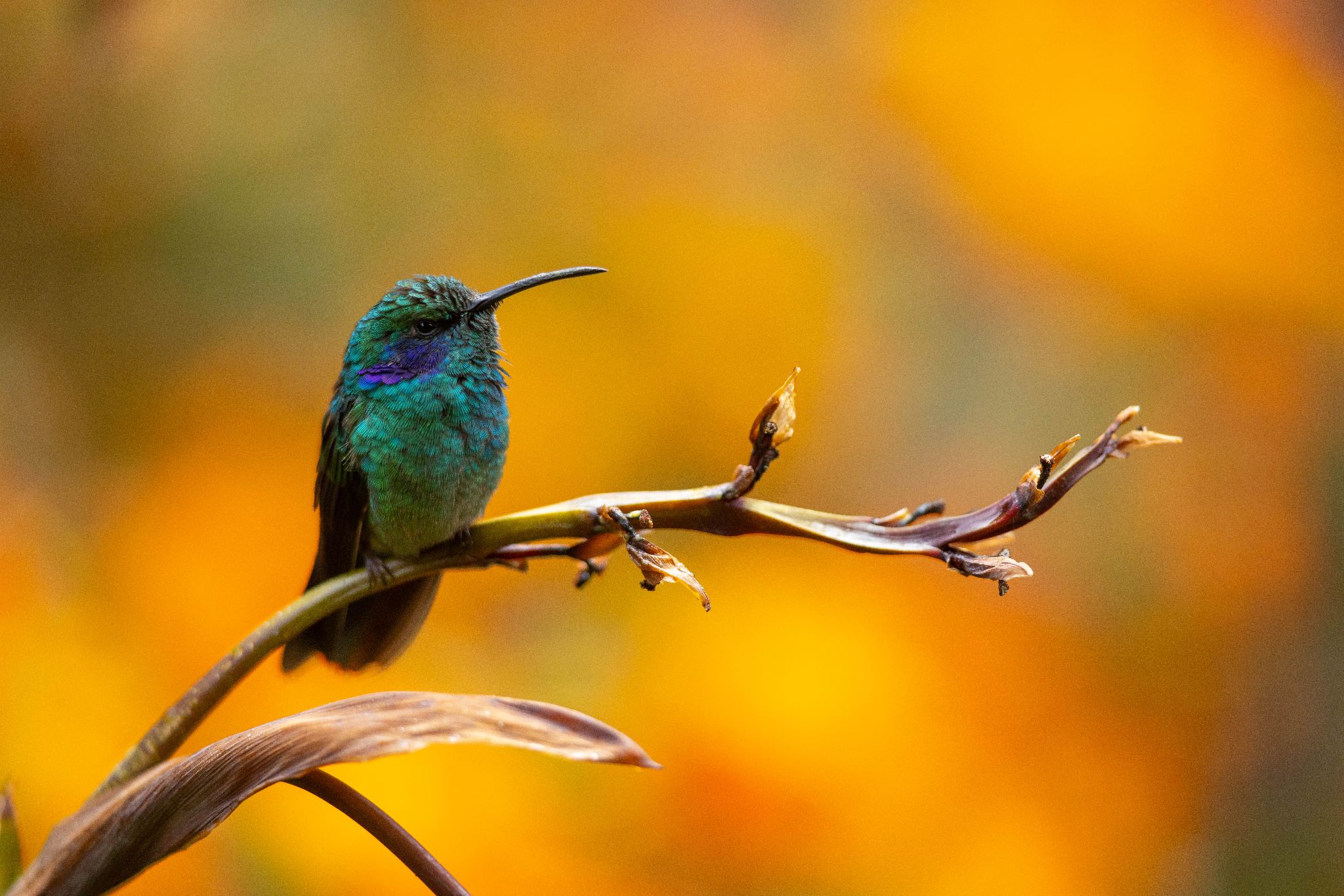 Lesser Violetear