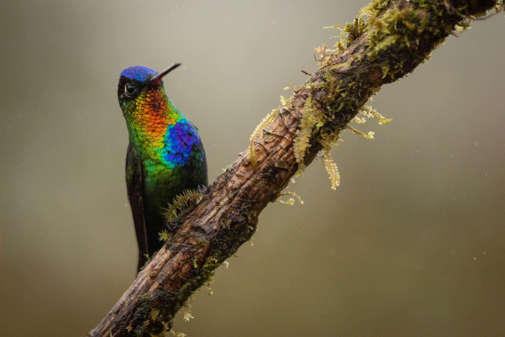 Fiery Throated Hummingbird