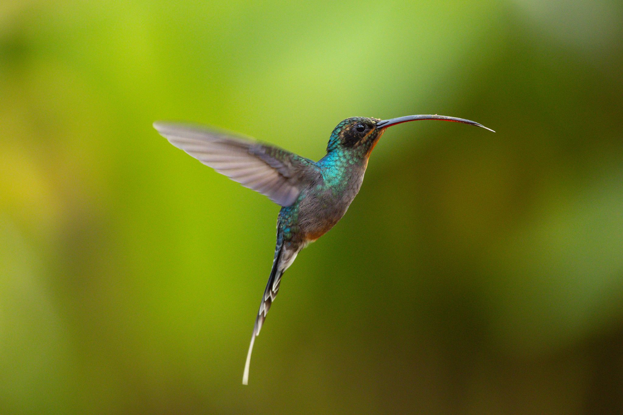 Green Hermit