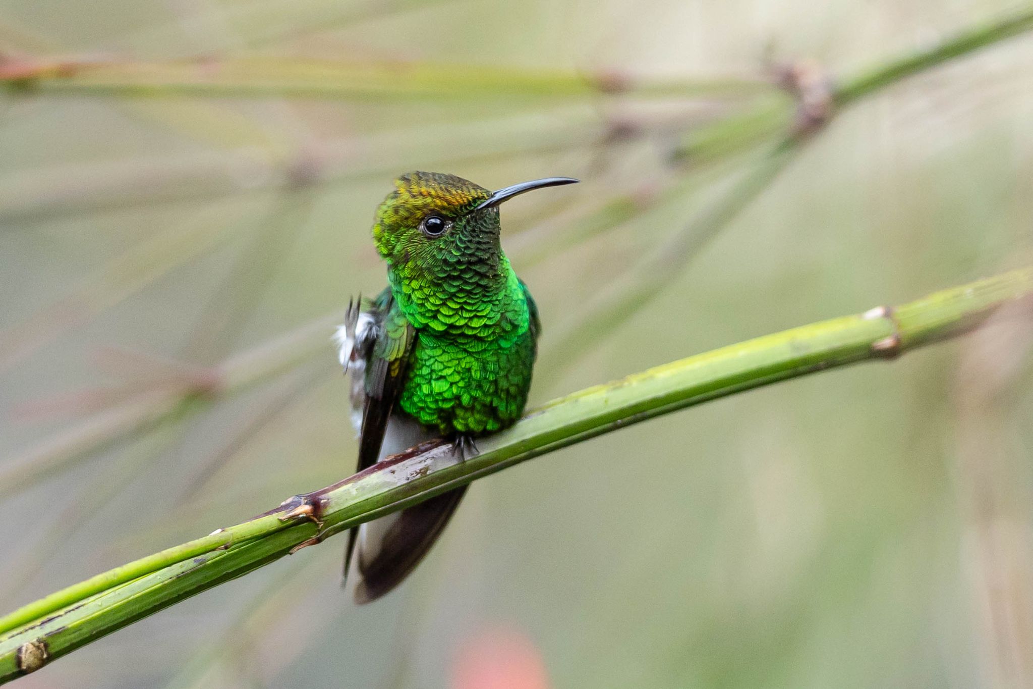 Coppery Headed Emerald