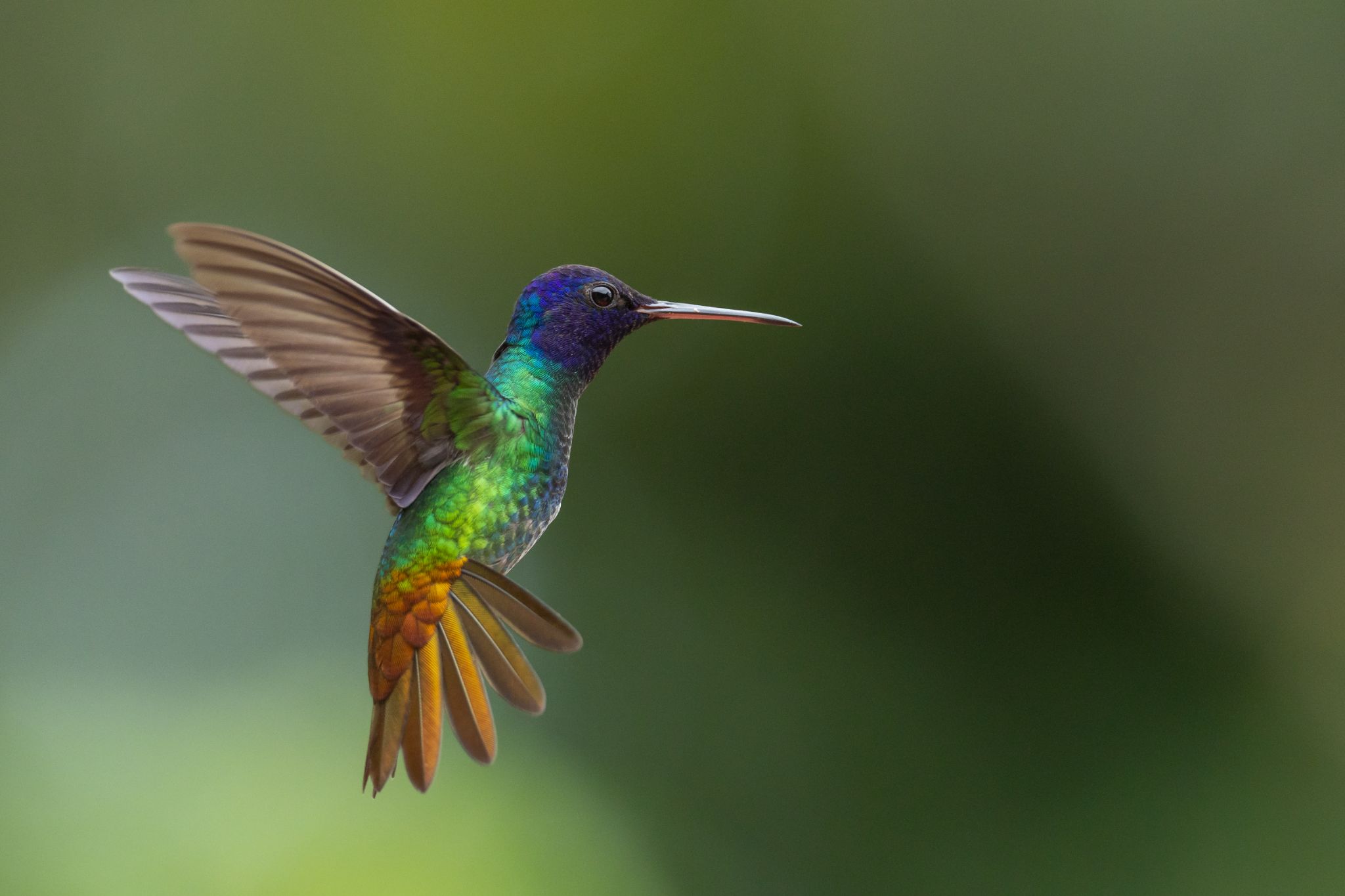 Golden-Tailed Sapphire