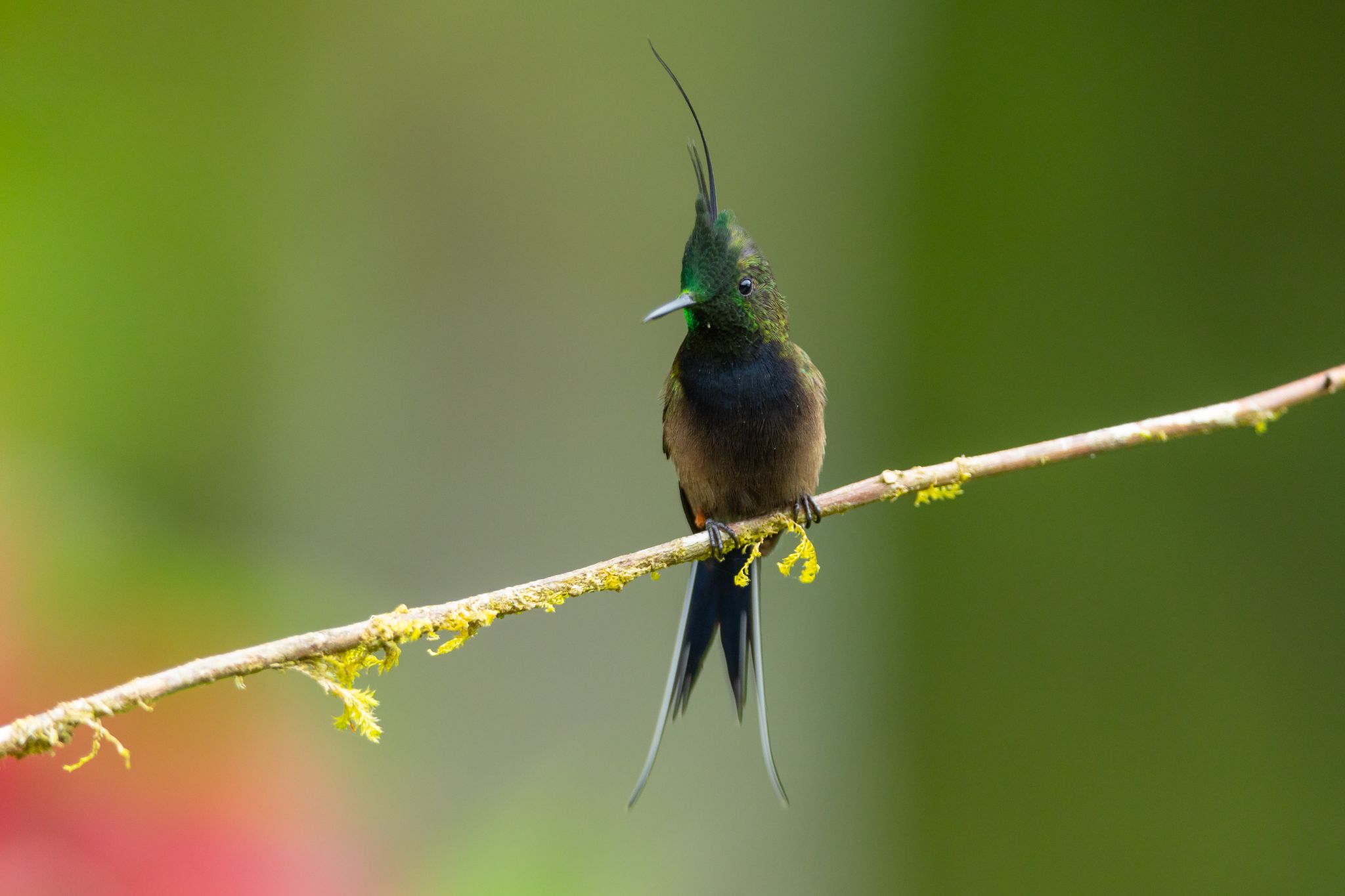 Wire-crested Thorntail