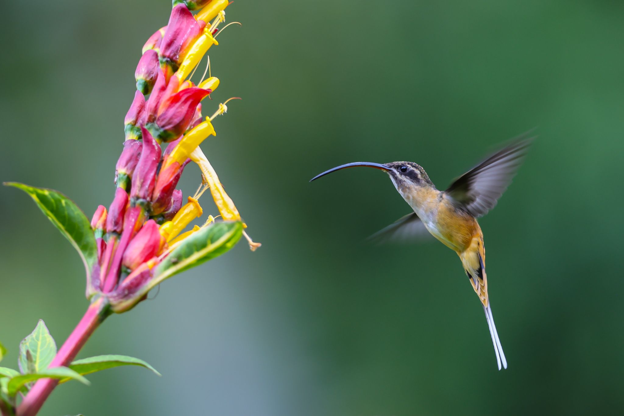 Tawny-Bellied Hermit