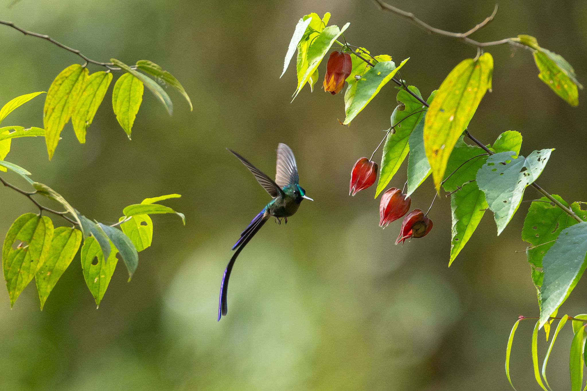 Violet-Tailed Sylph