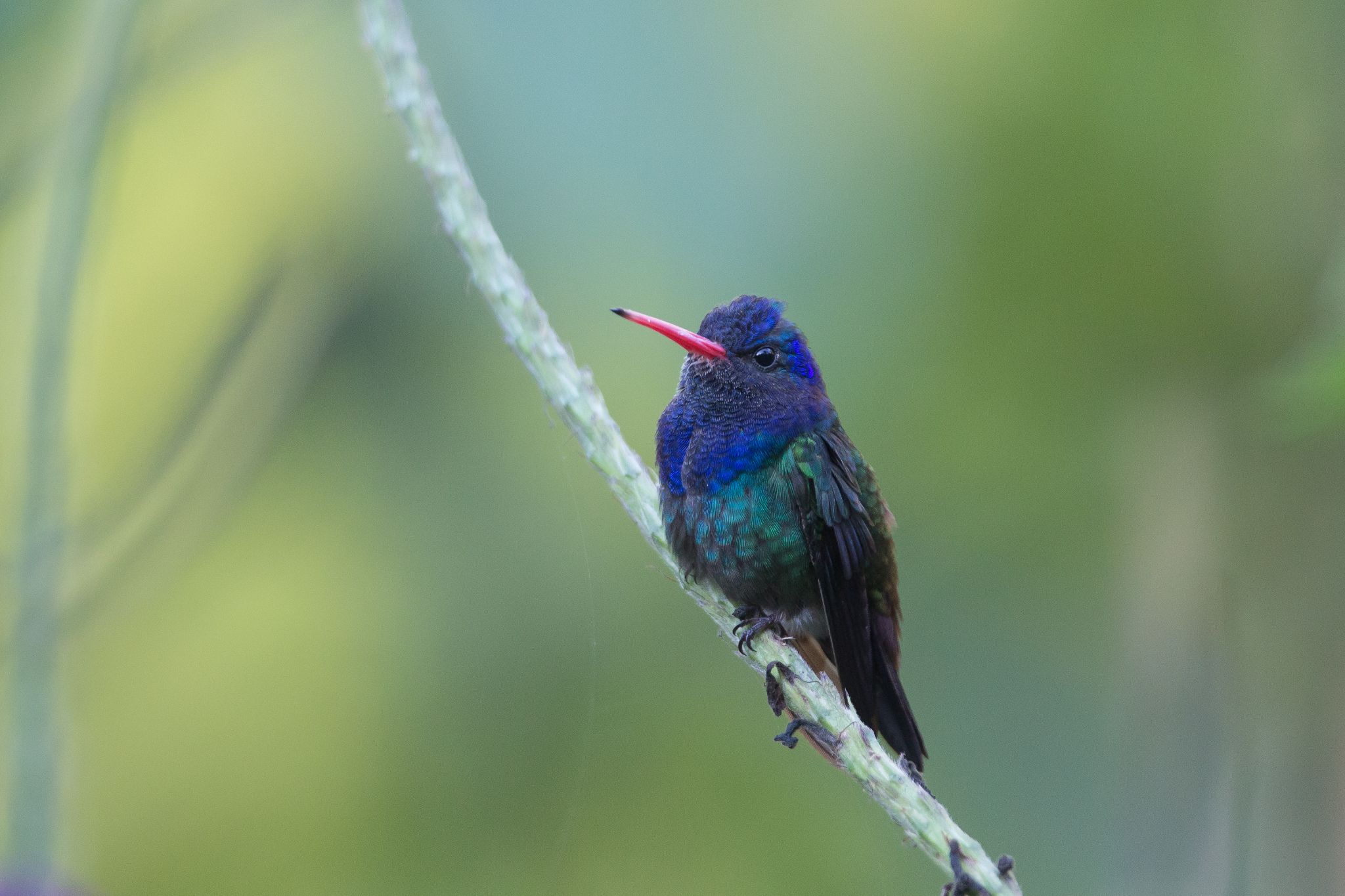 White-Chinned Sapphire