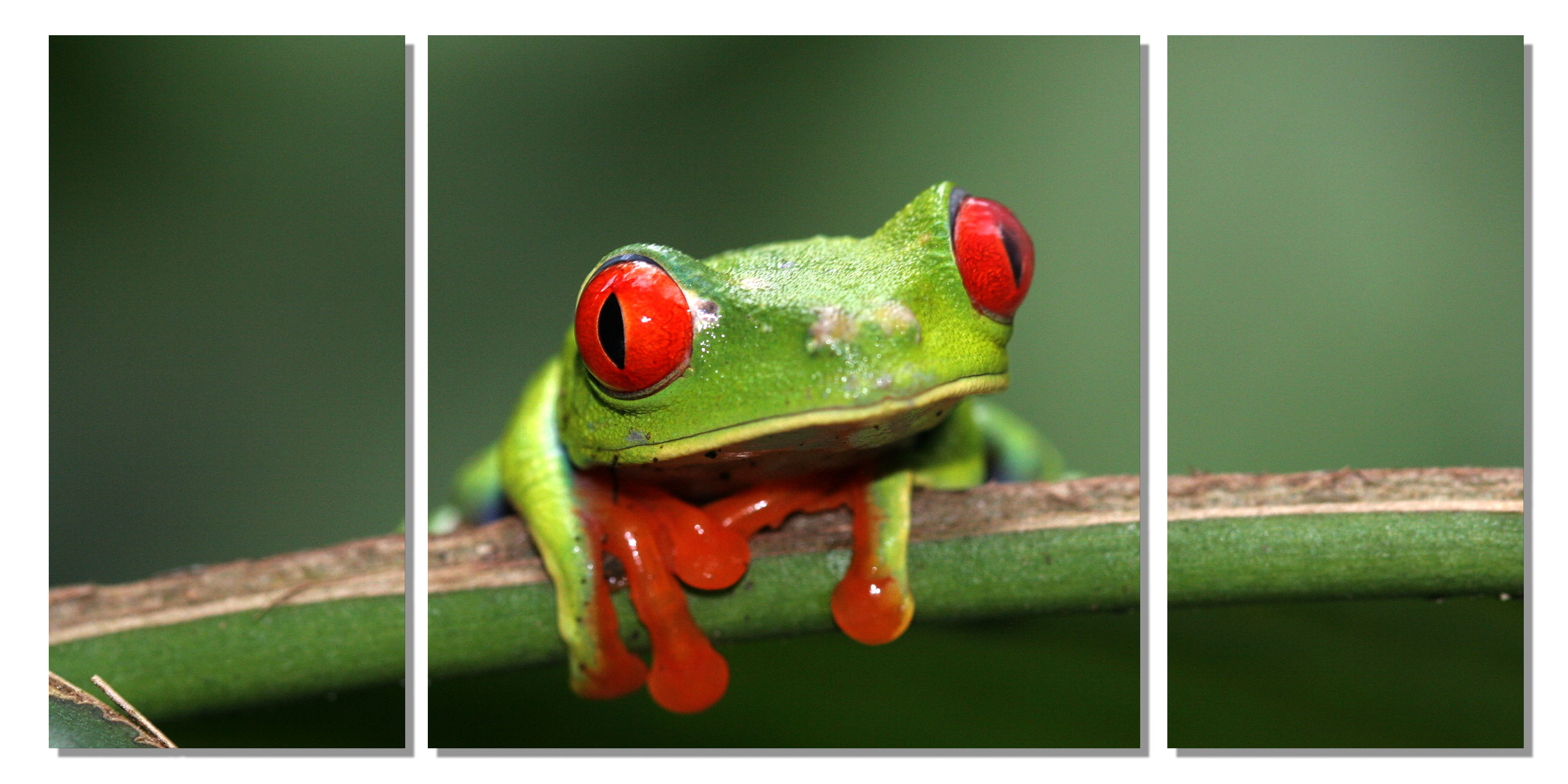 Rotaugenlaubfrosch (Agalychnis callidryas)