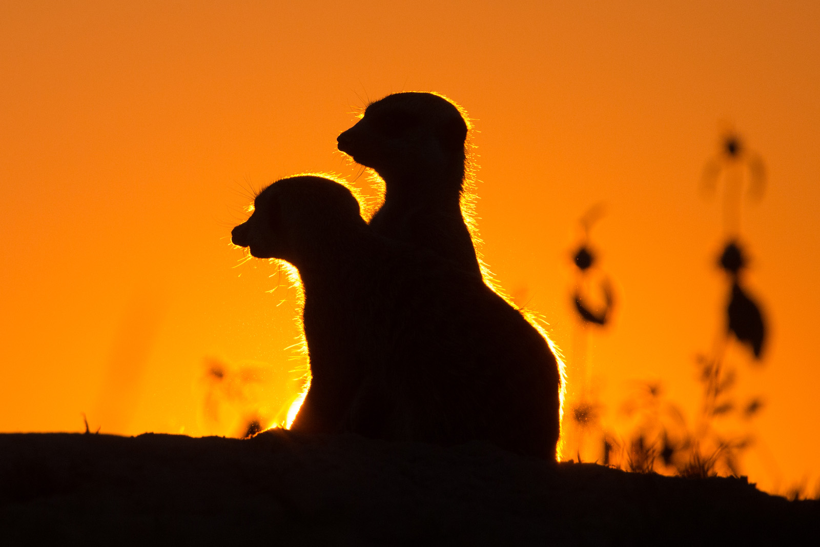 Erdmännchen vor der Sonne