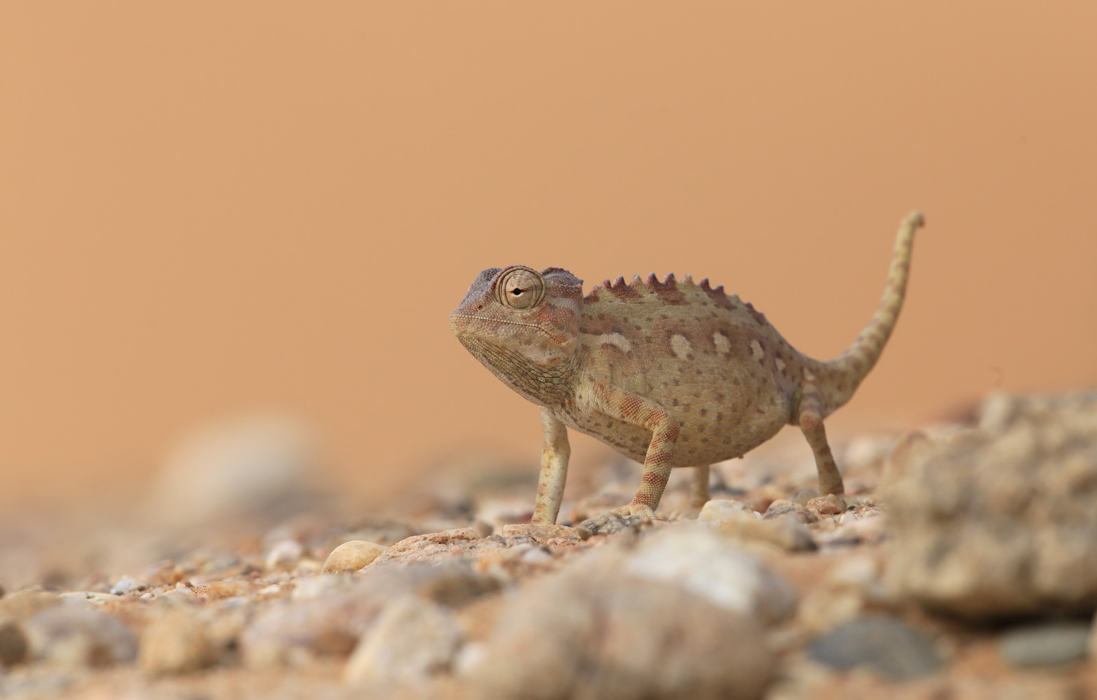 Namaqua Chameleon (Chamaeleo namaquensis)