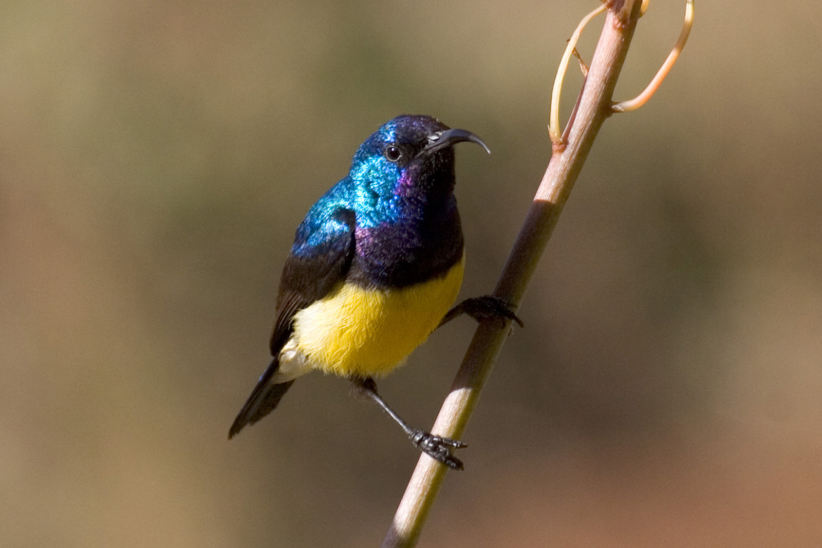 Yellow bellied Sunbird - Gelbbauchnektarvogel (Nectarinia venust