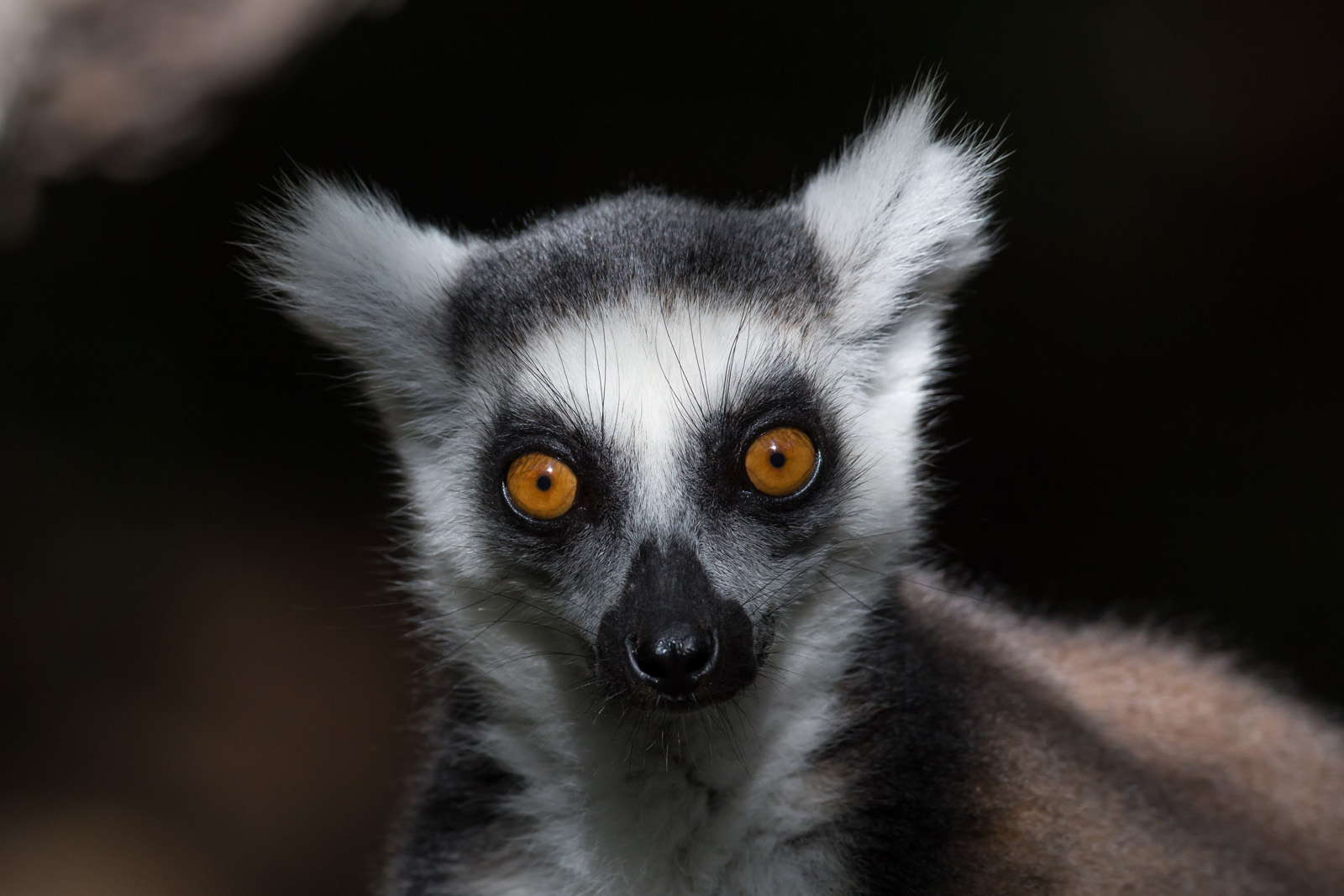 Katta (Lemur catta)