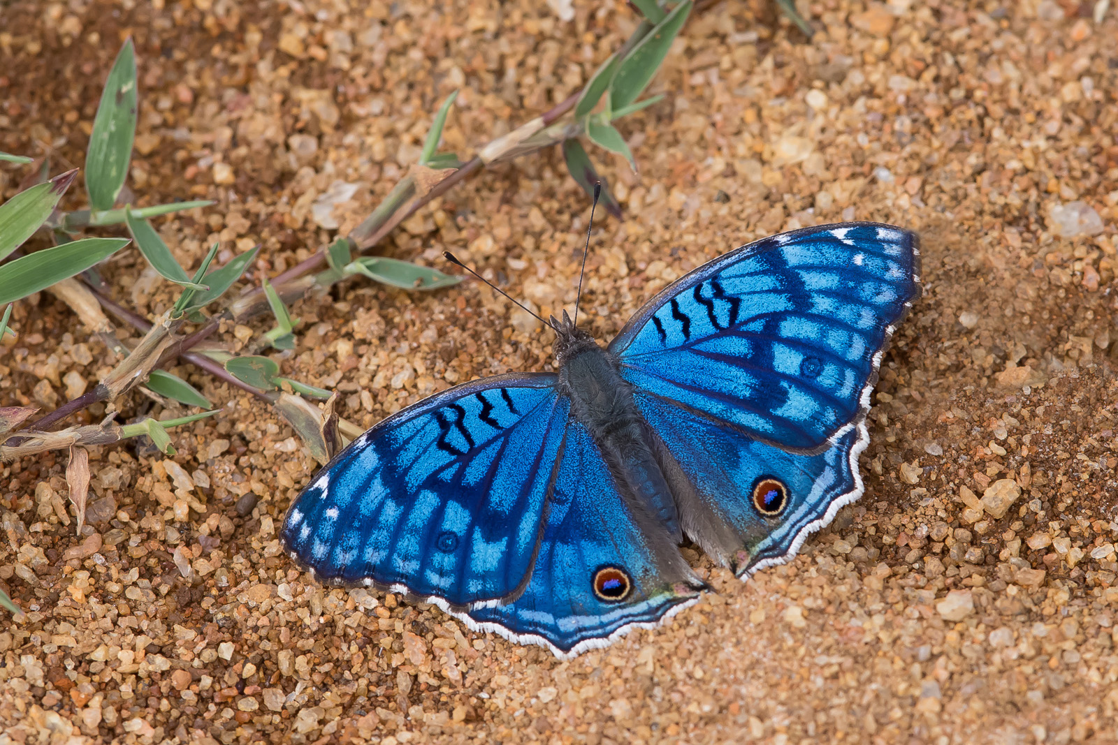 Junonia rhadama