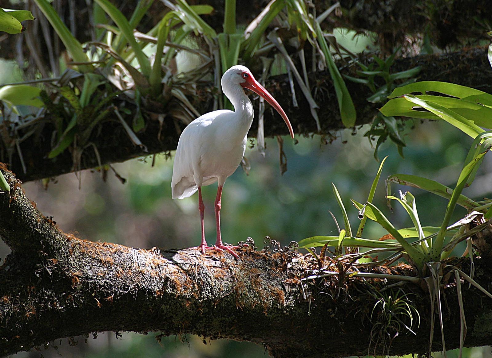 Weißer Ibis (Eudocimus albus)