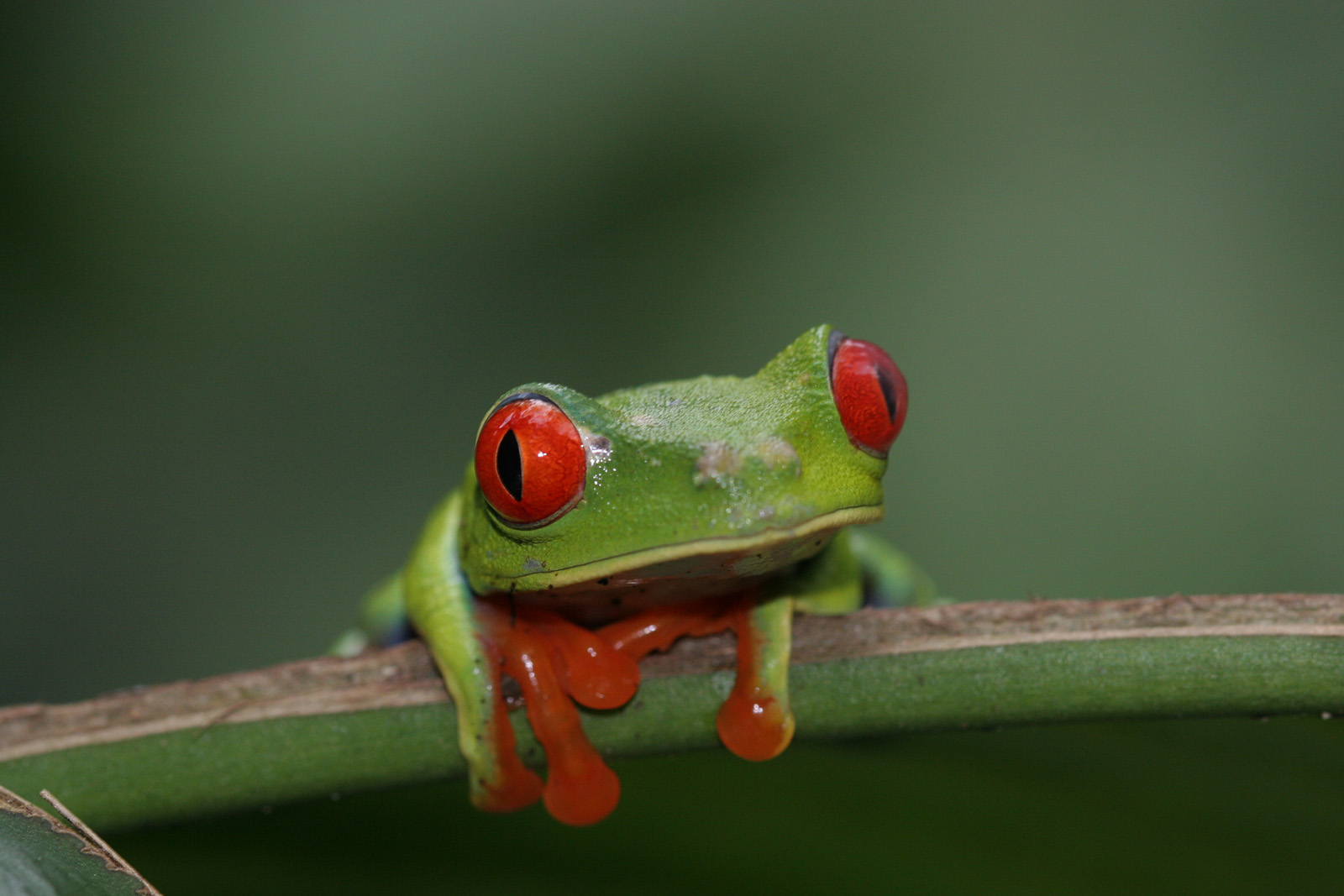 Rotaugenlaubfrosch (Agalychnis callidryas)