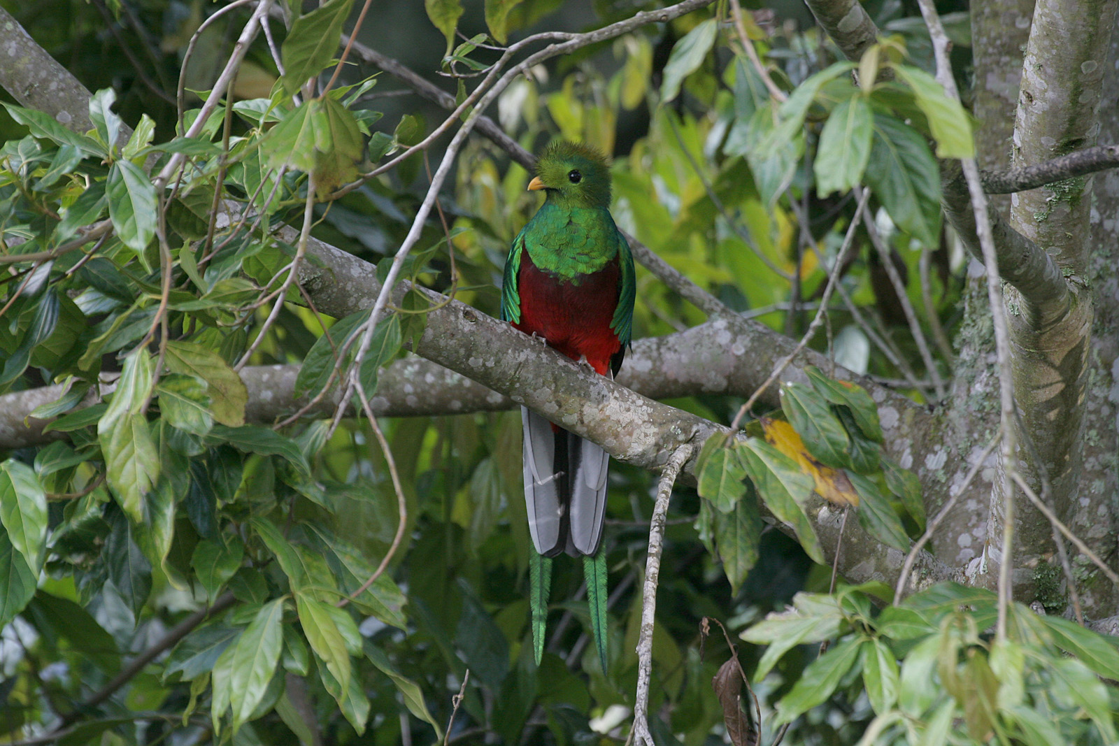 Resplendent Quetzal (Palomachrus mocinno)