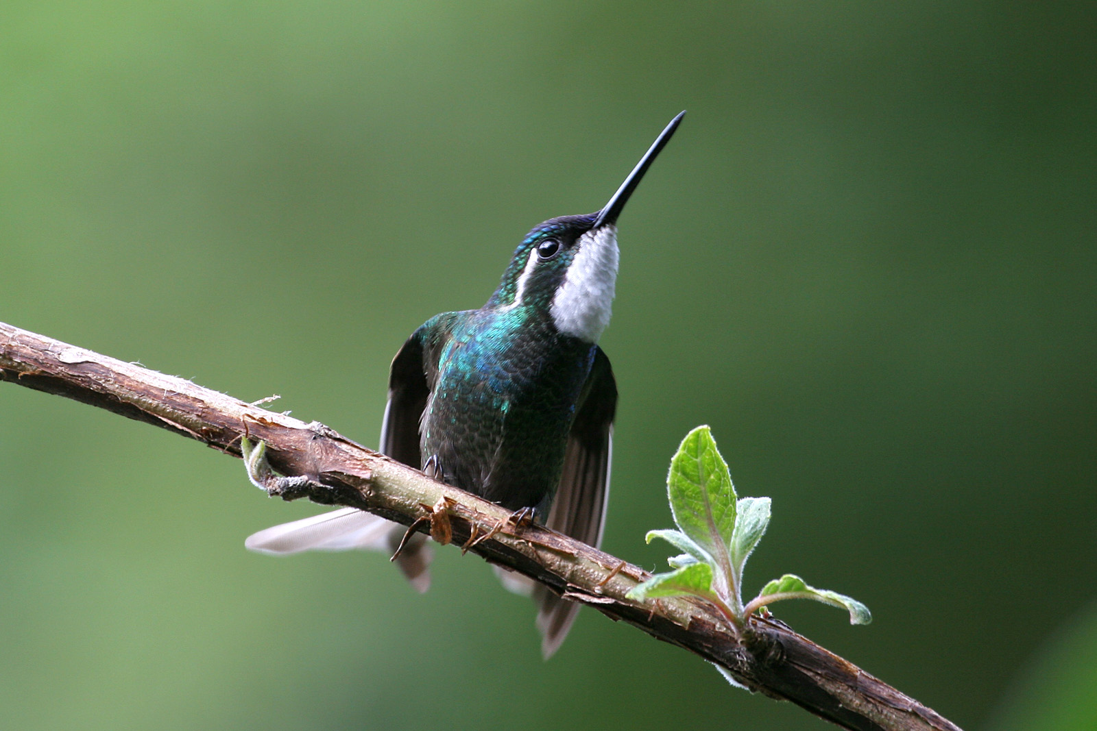 Gray-tailed Mountain Gem (Lampornis castaneoventris cinereicauda