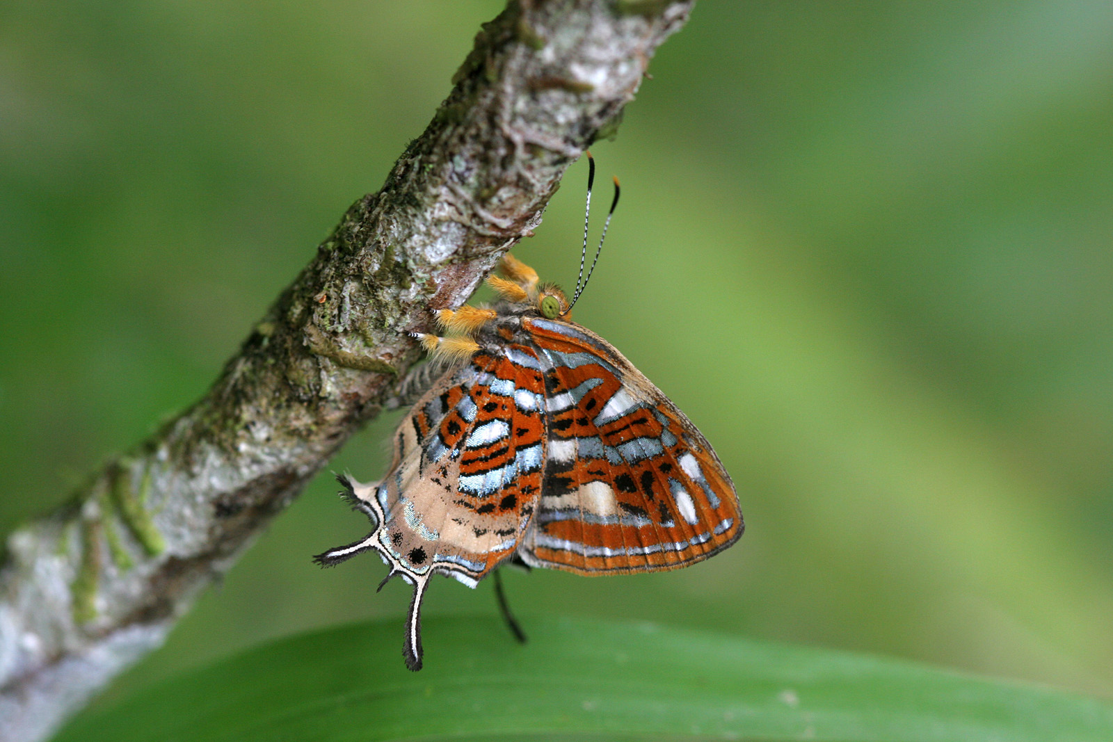 Chrysus Jewelmark (Sarota chrysus)