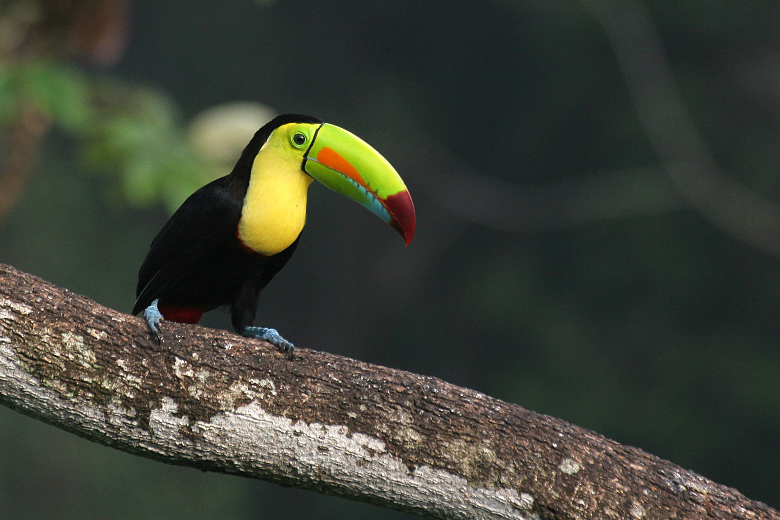 Keel-billed Toucan (Ramphastos sulfuratus)