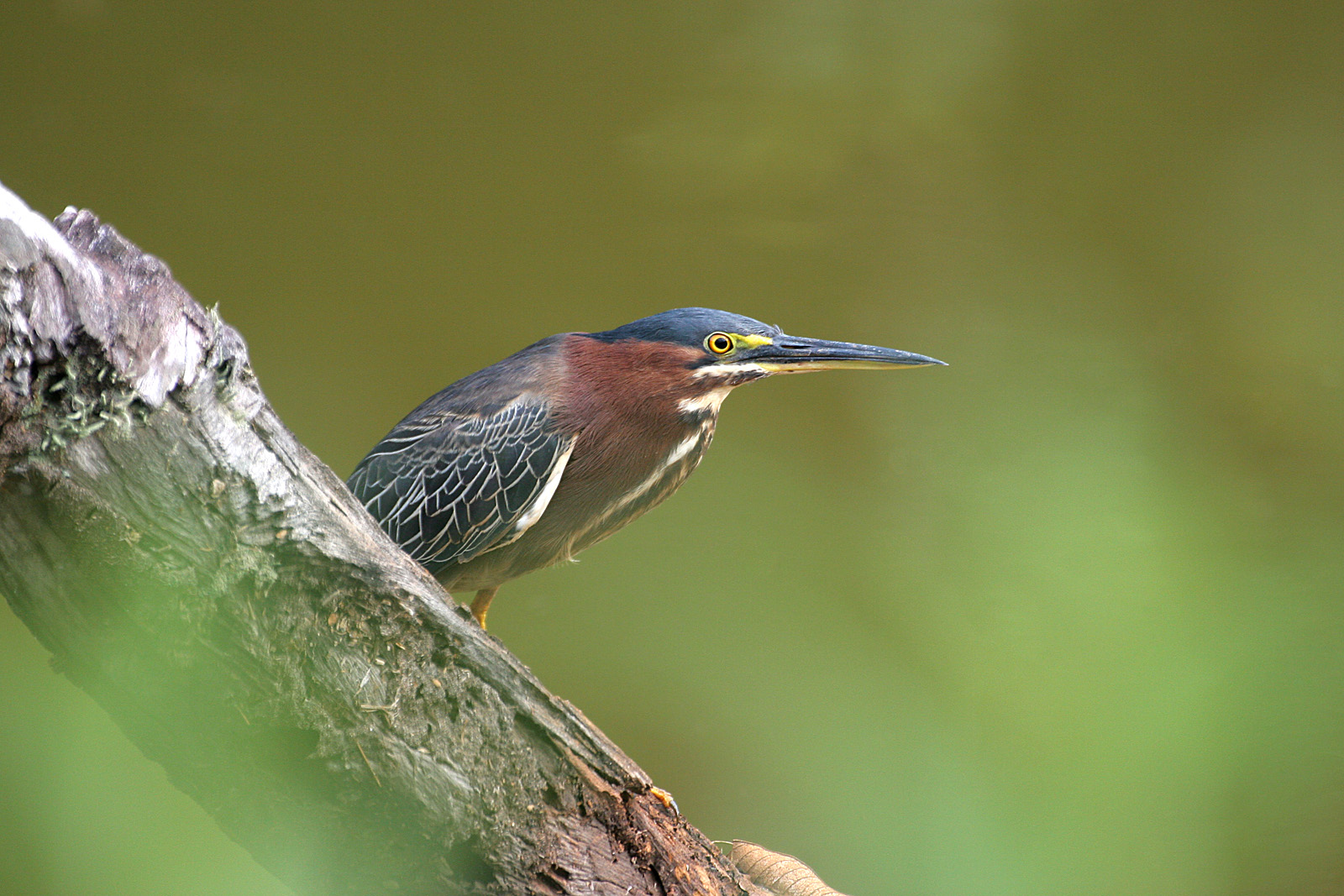 Green-backed Heron (Butorides virescens)