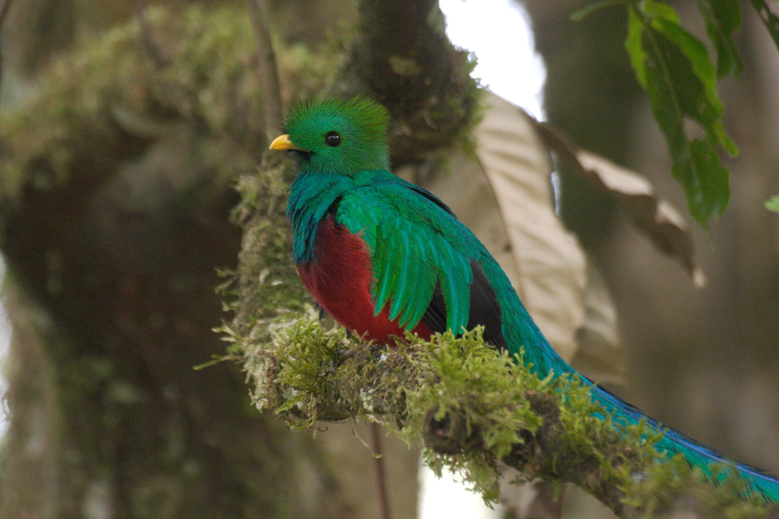 Resplendent Quetzal (Palomachrus mocinno)